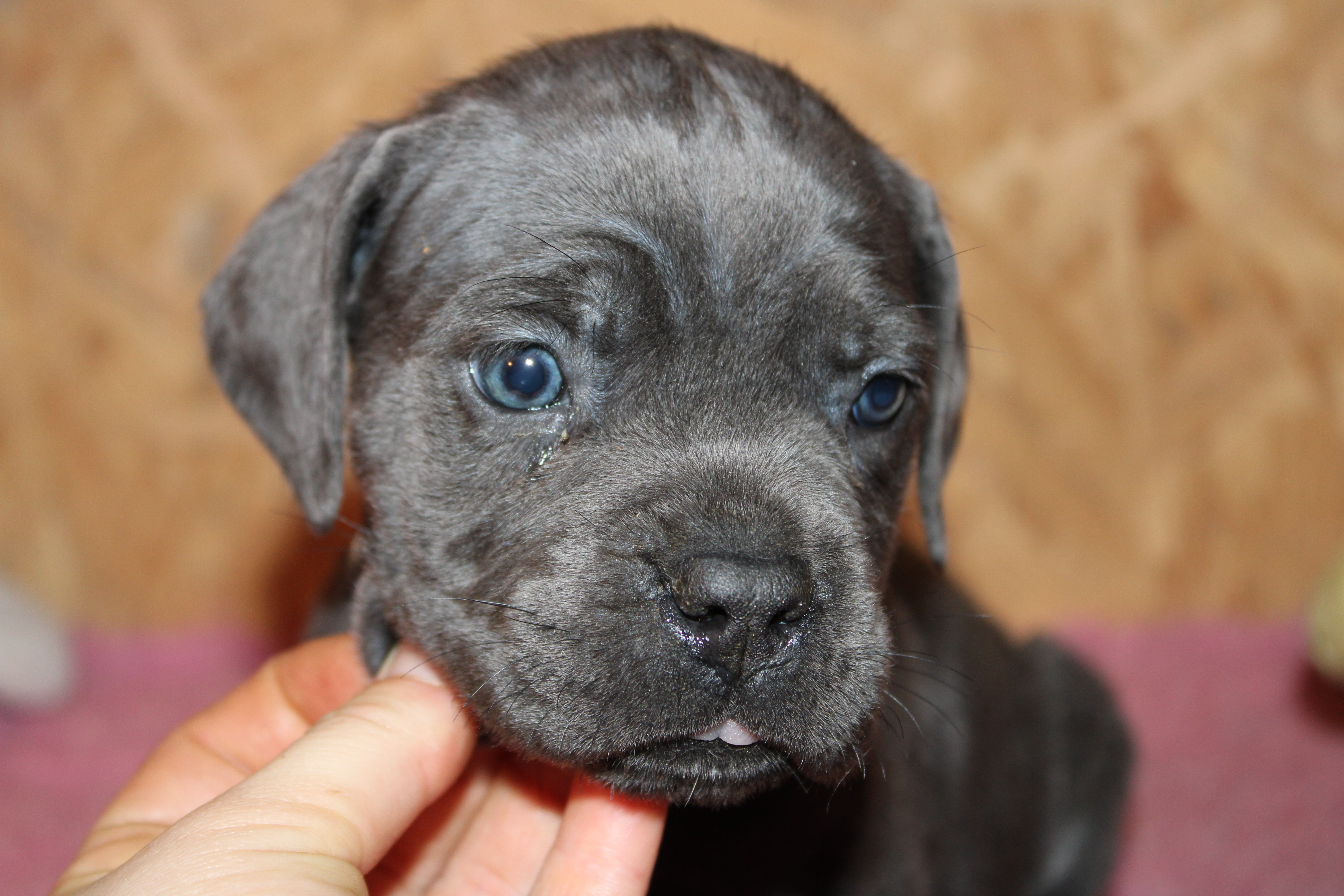 Chiot Cane Corso Unity 