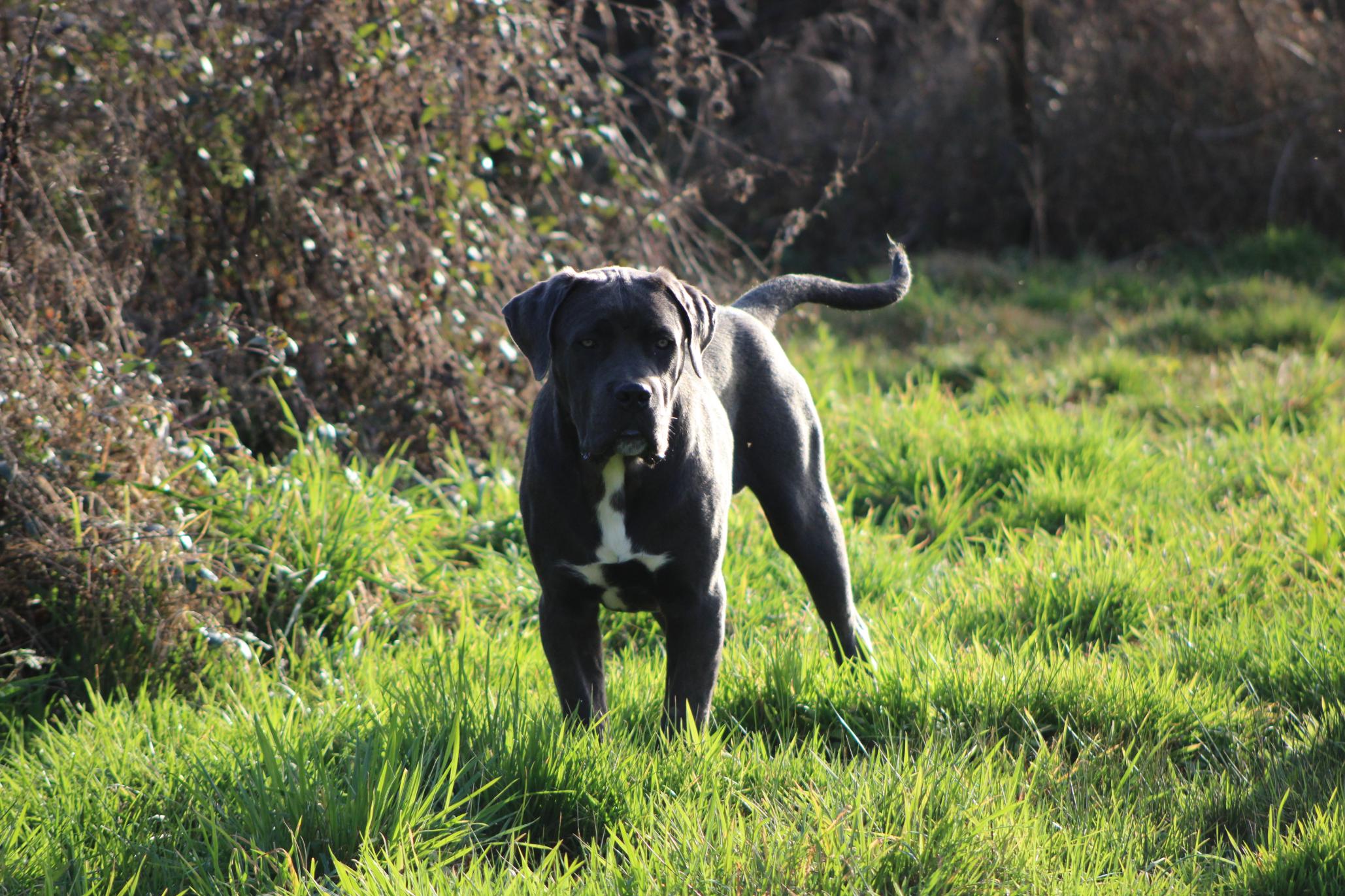 Chiot Cane Corso Uppercut