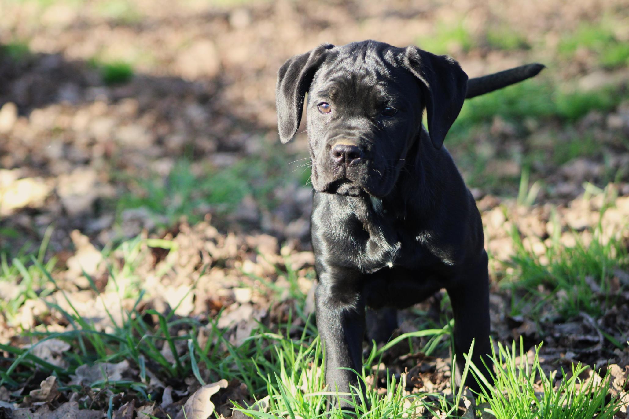 Chiot Cane Corso Ural