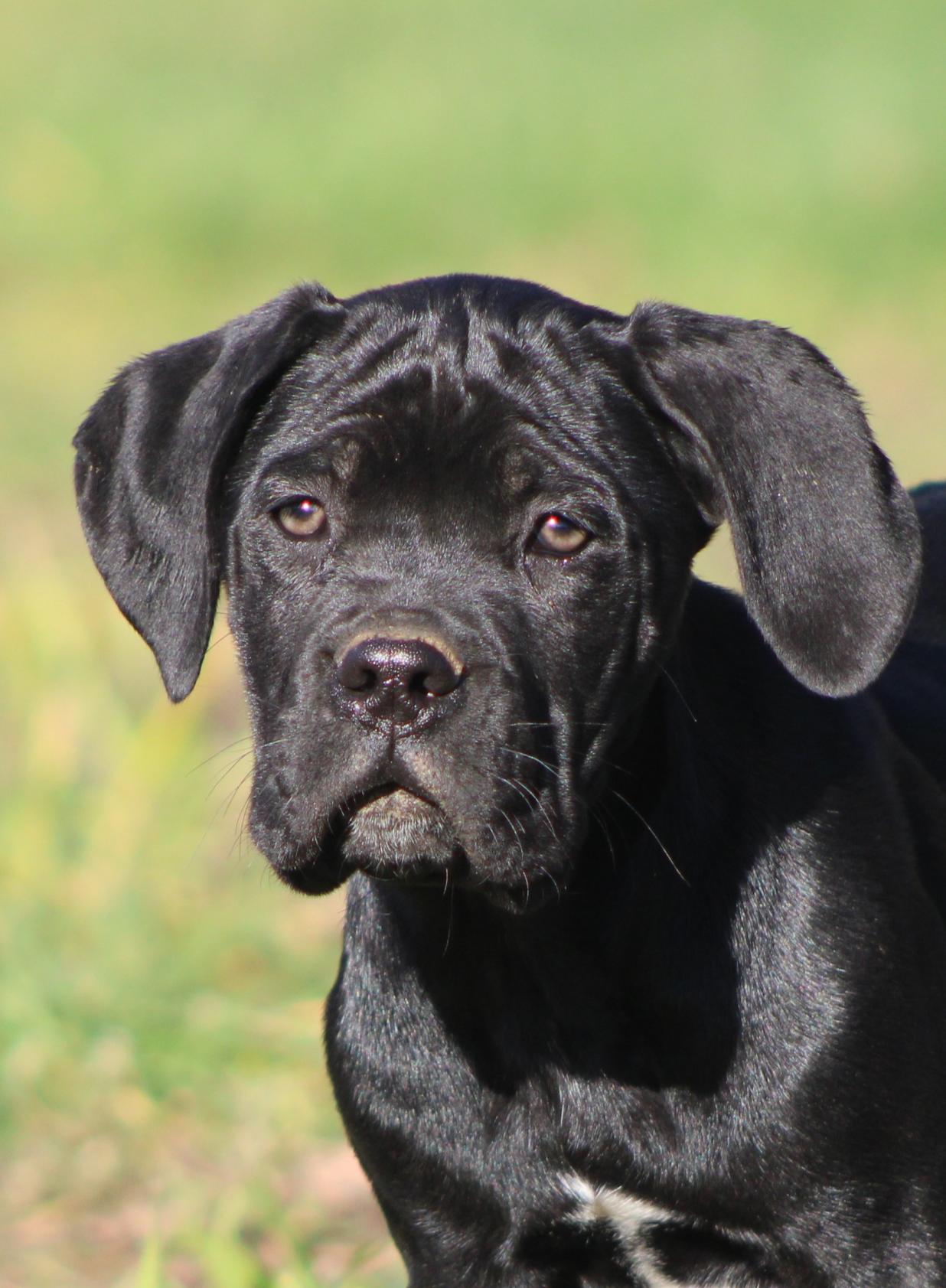 Chiot Cane Corso Urgande