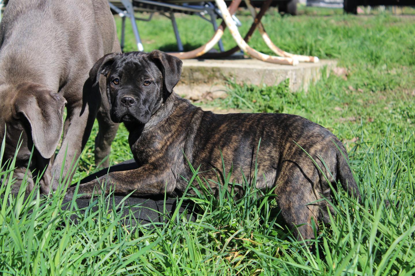 Chiot Cane Corso Ursula