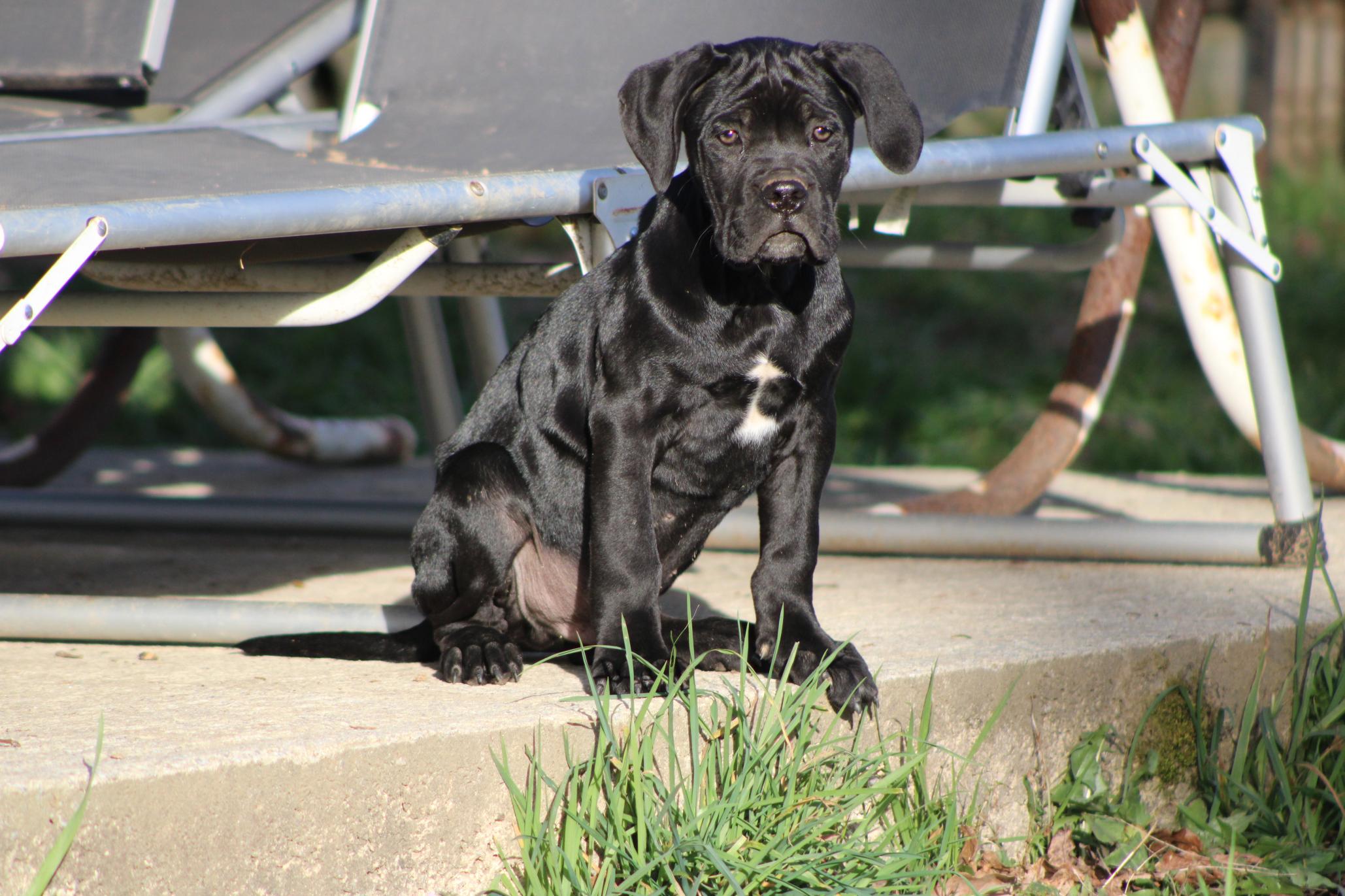 Chiot Cane Corso Usher 