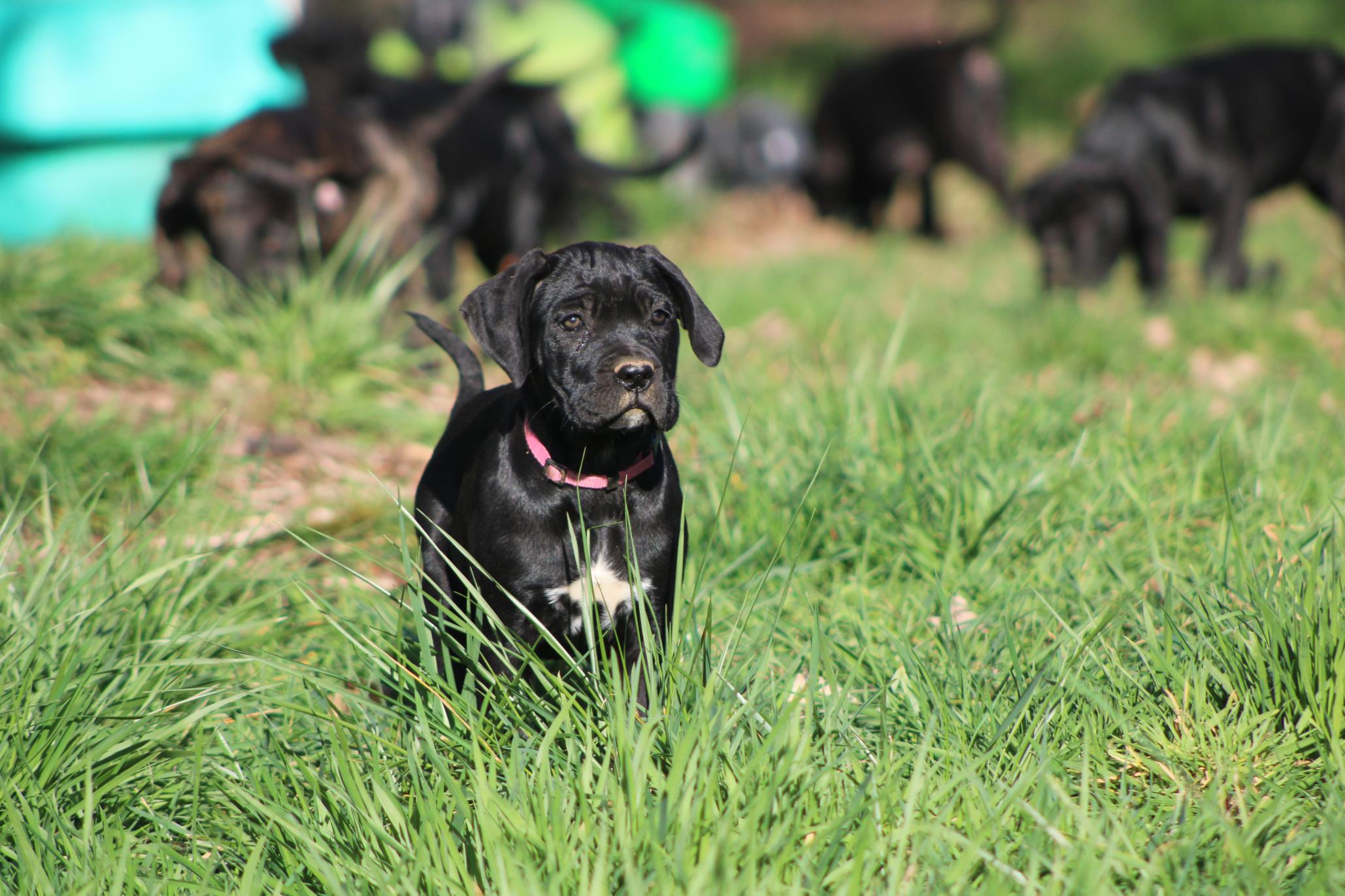 Chiot Cane Corso Ushuaïa