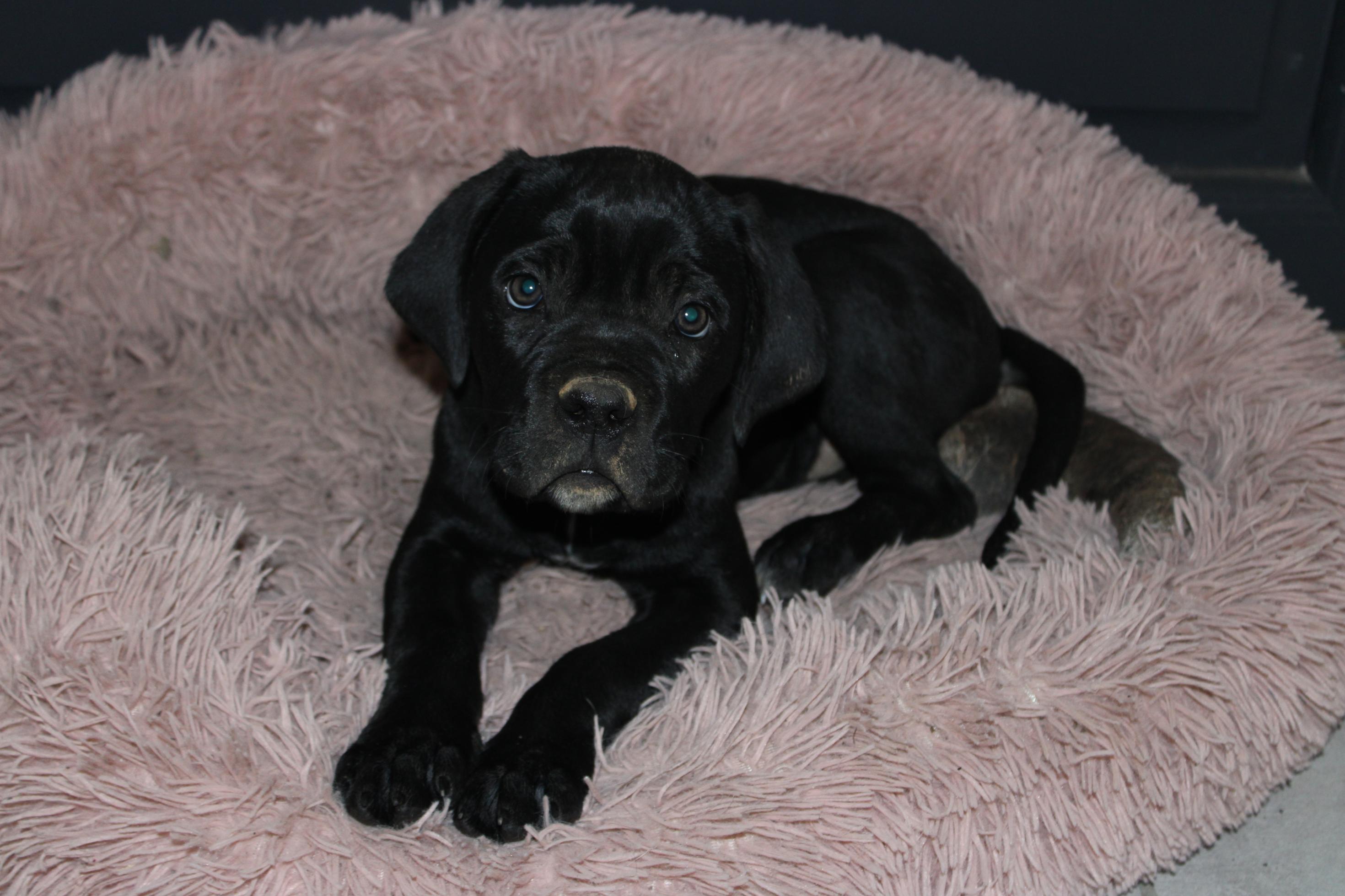 Chiot Cane Corso Usko