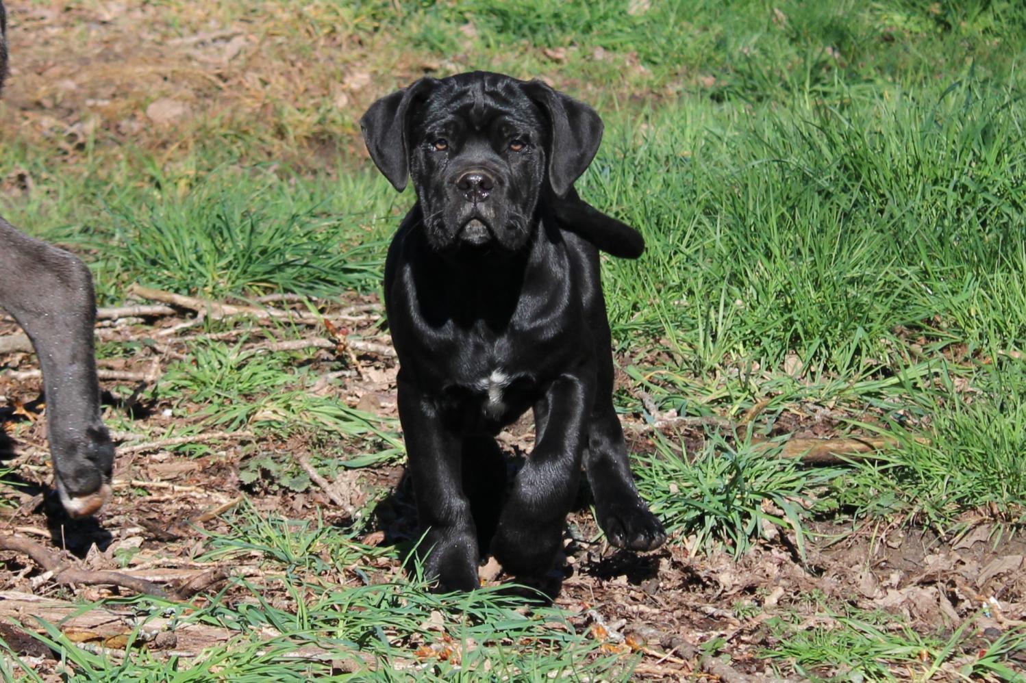 Chiot Cane Corso Uther 