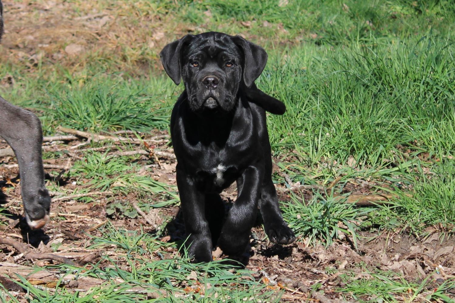 Chiot Cane Corso Uther