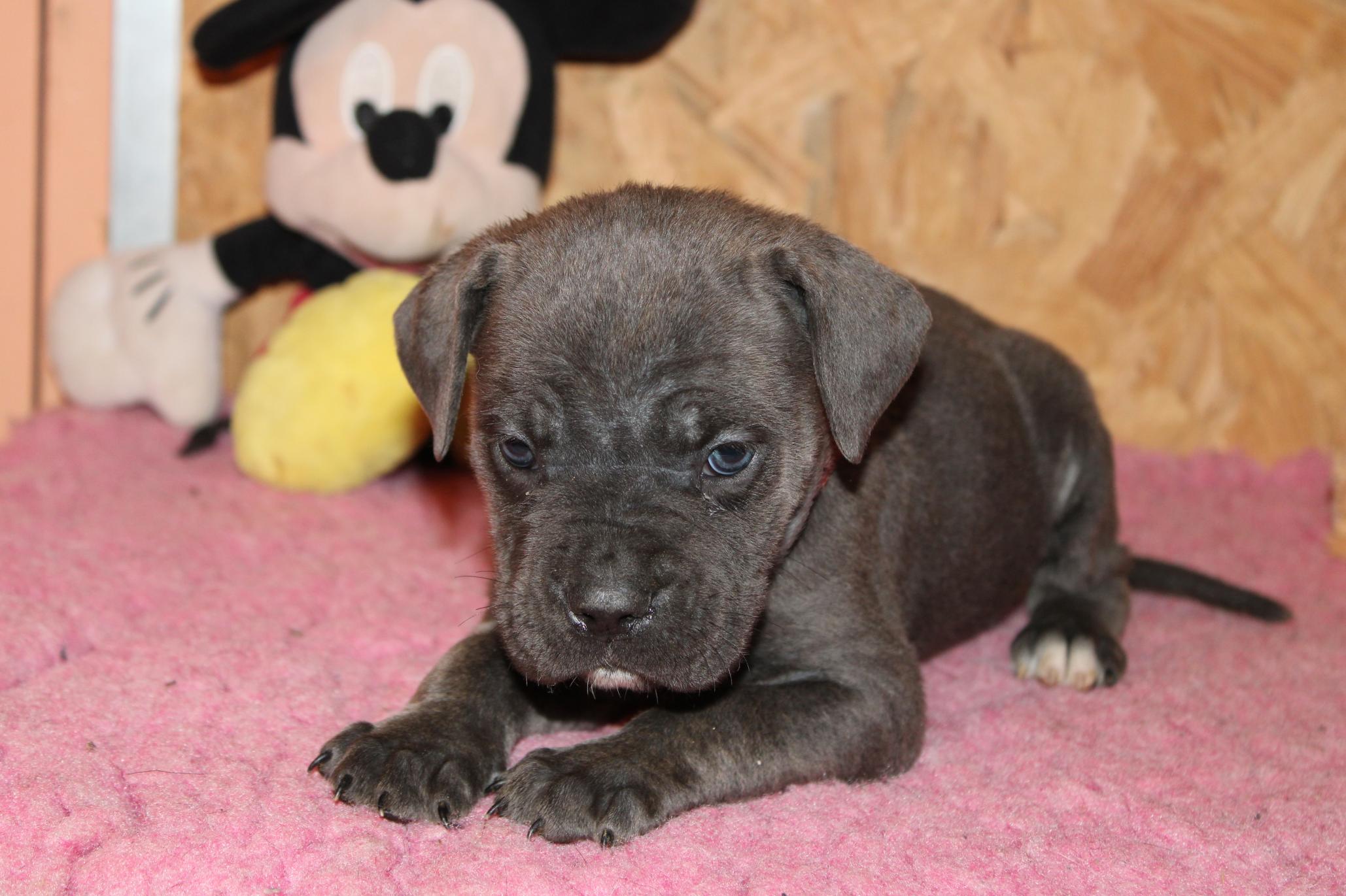 Chiot Cane Corso Utopie 