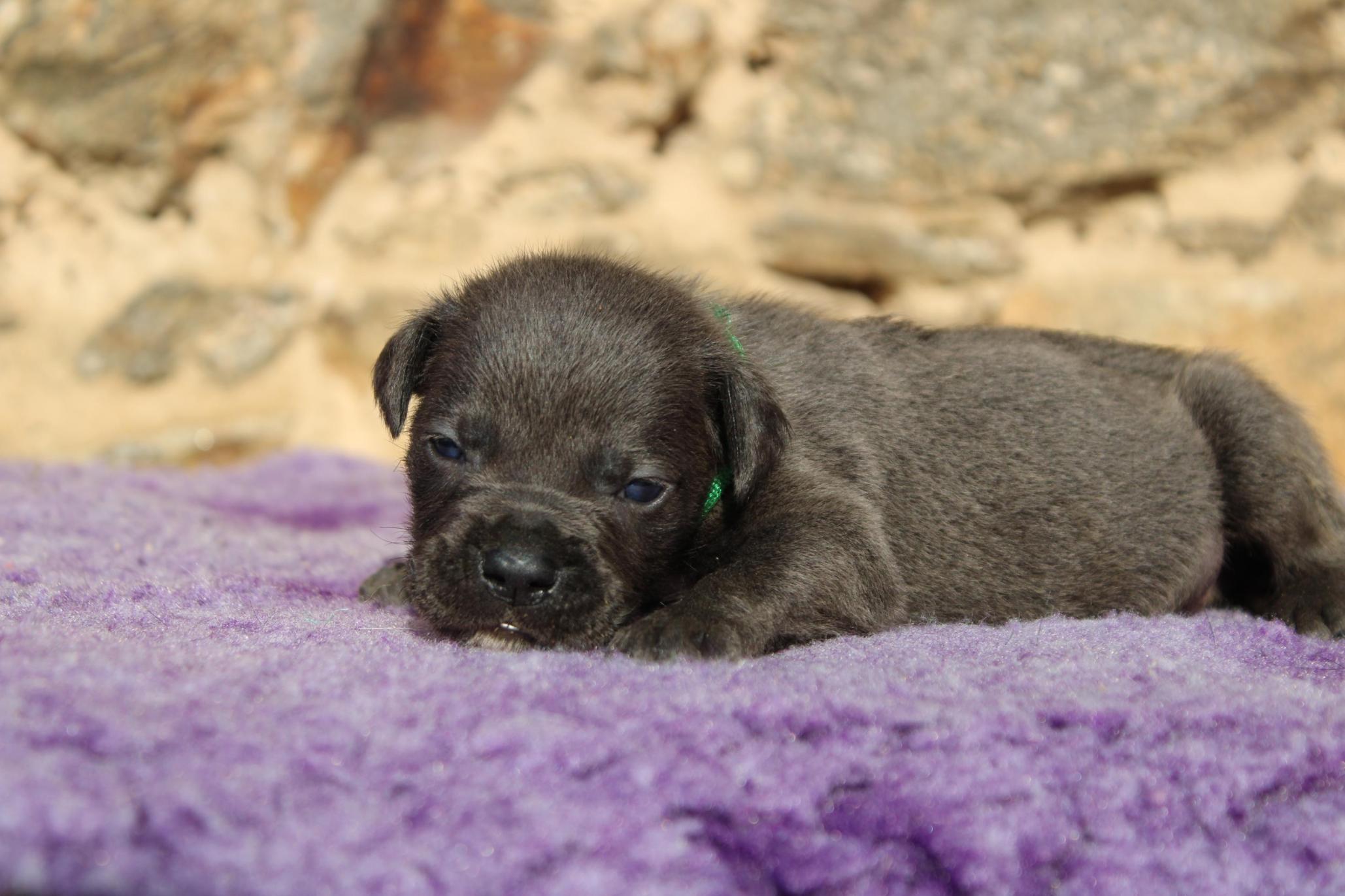 Chiot Cane Corso Vesper