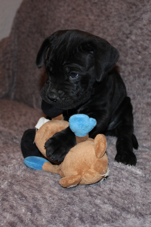 un chiot cane corso joue avec sa peluche