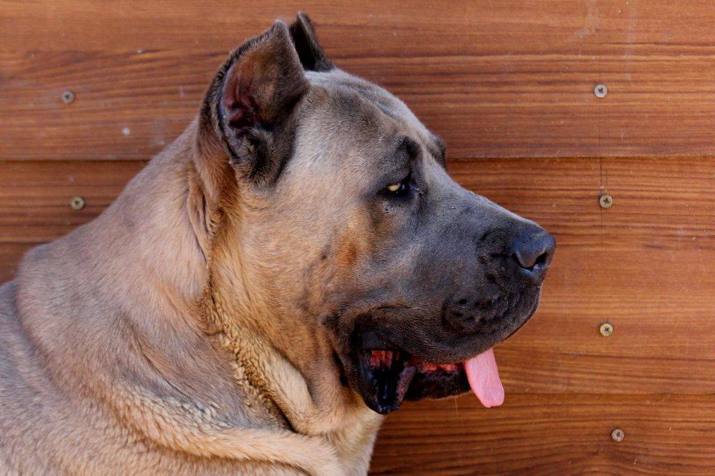 rock-cane-corso