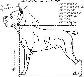 standard-du-cane-corso