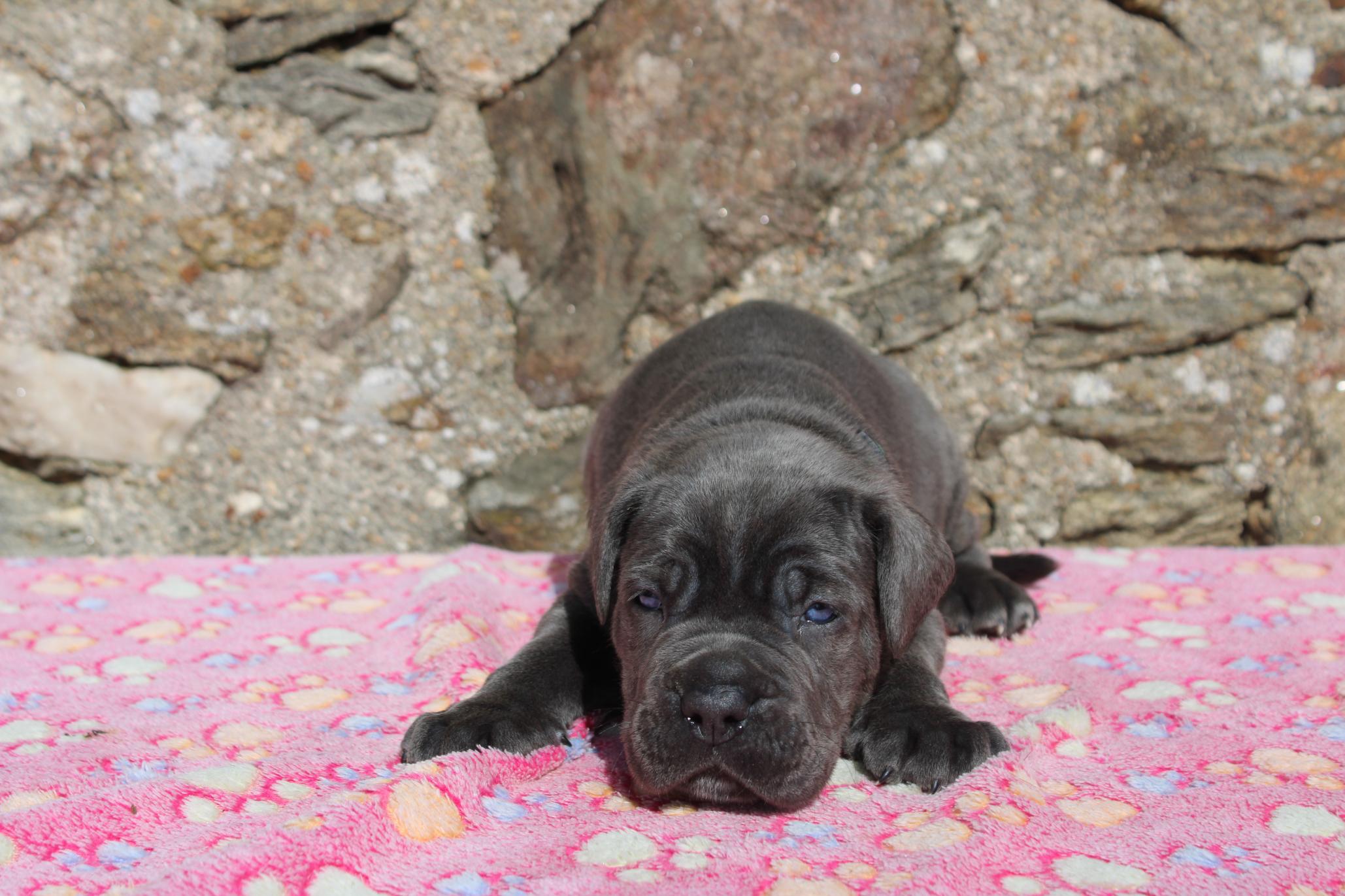 Image Cane Corso