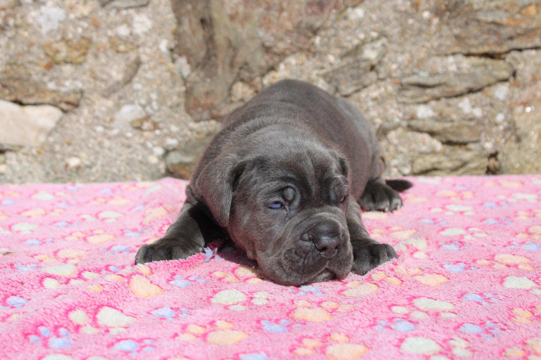 Image Cane Corso