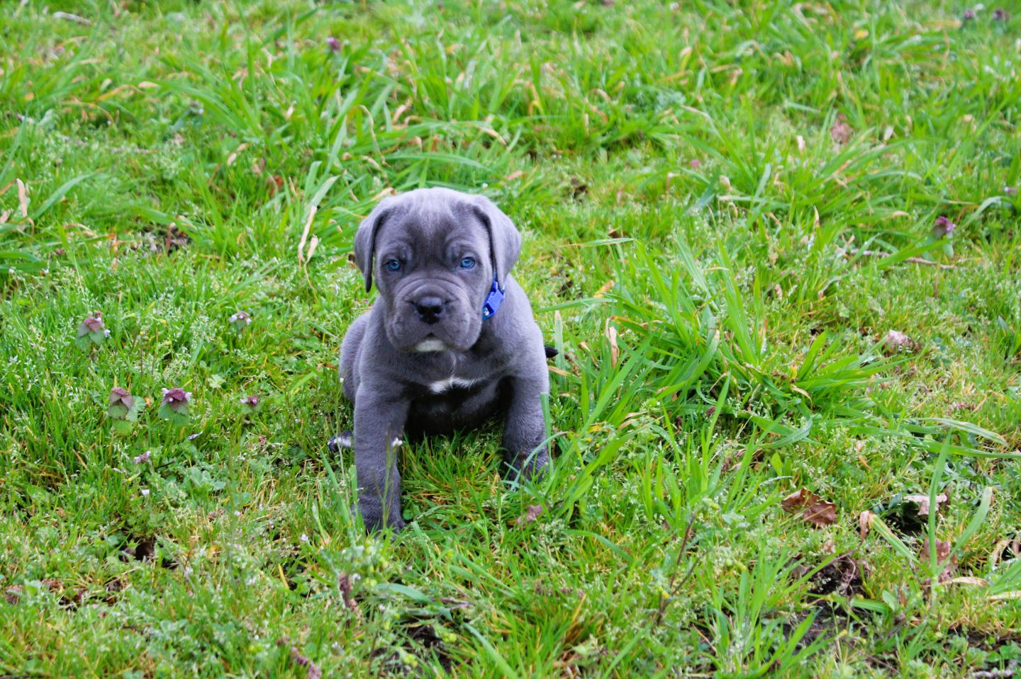 Image Cane Corso