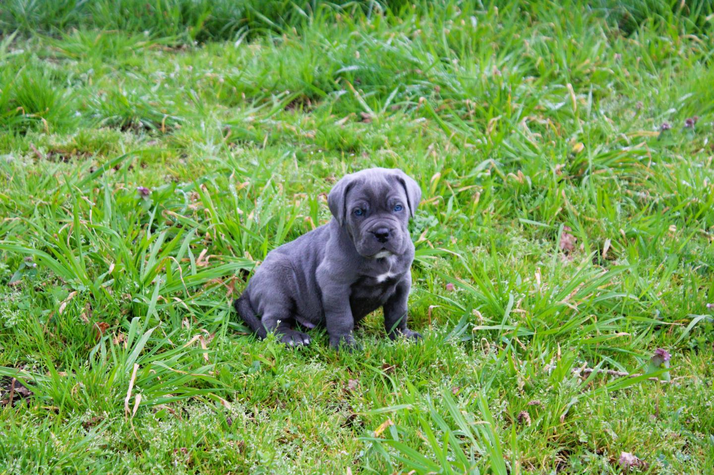 Image Cane Corso