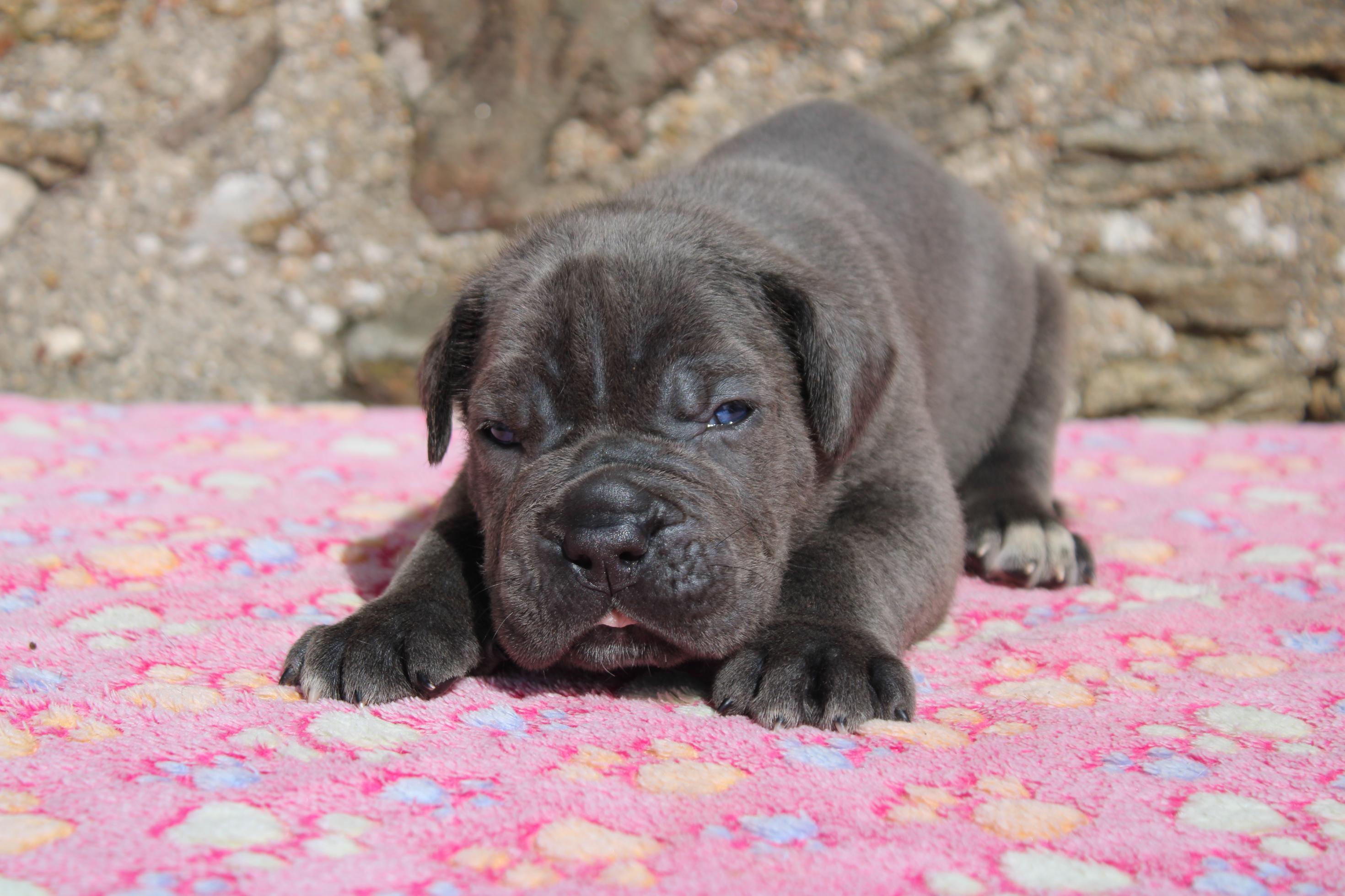 Image Cane Corso
