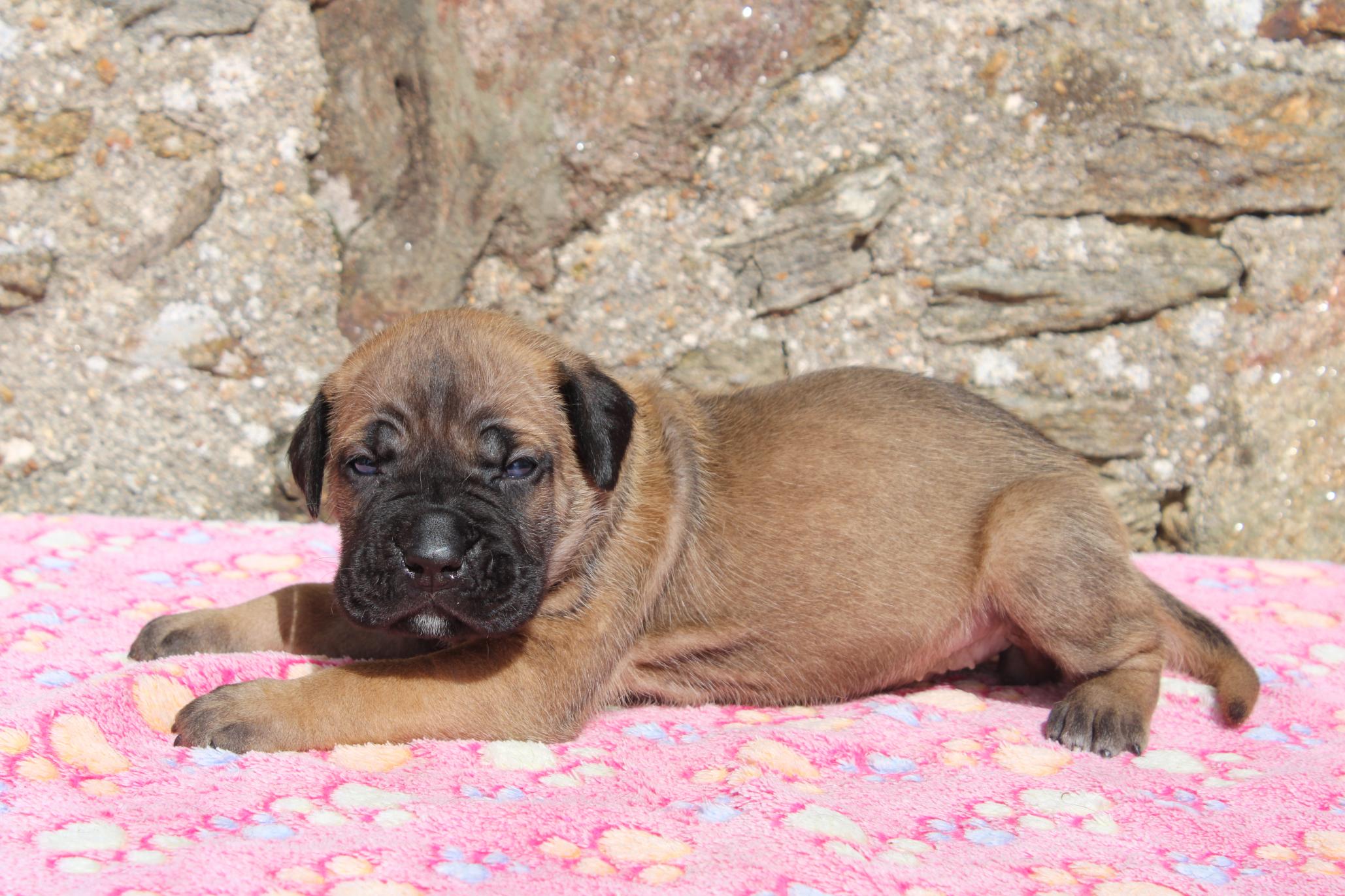 Image Cane Corso