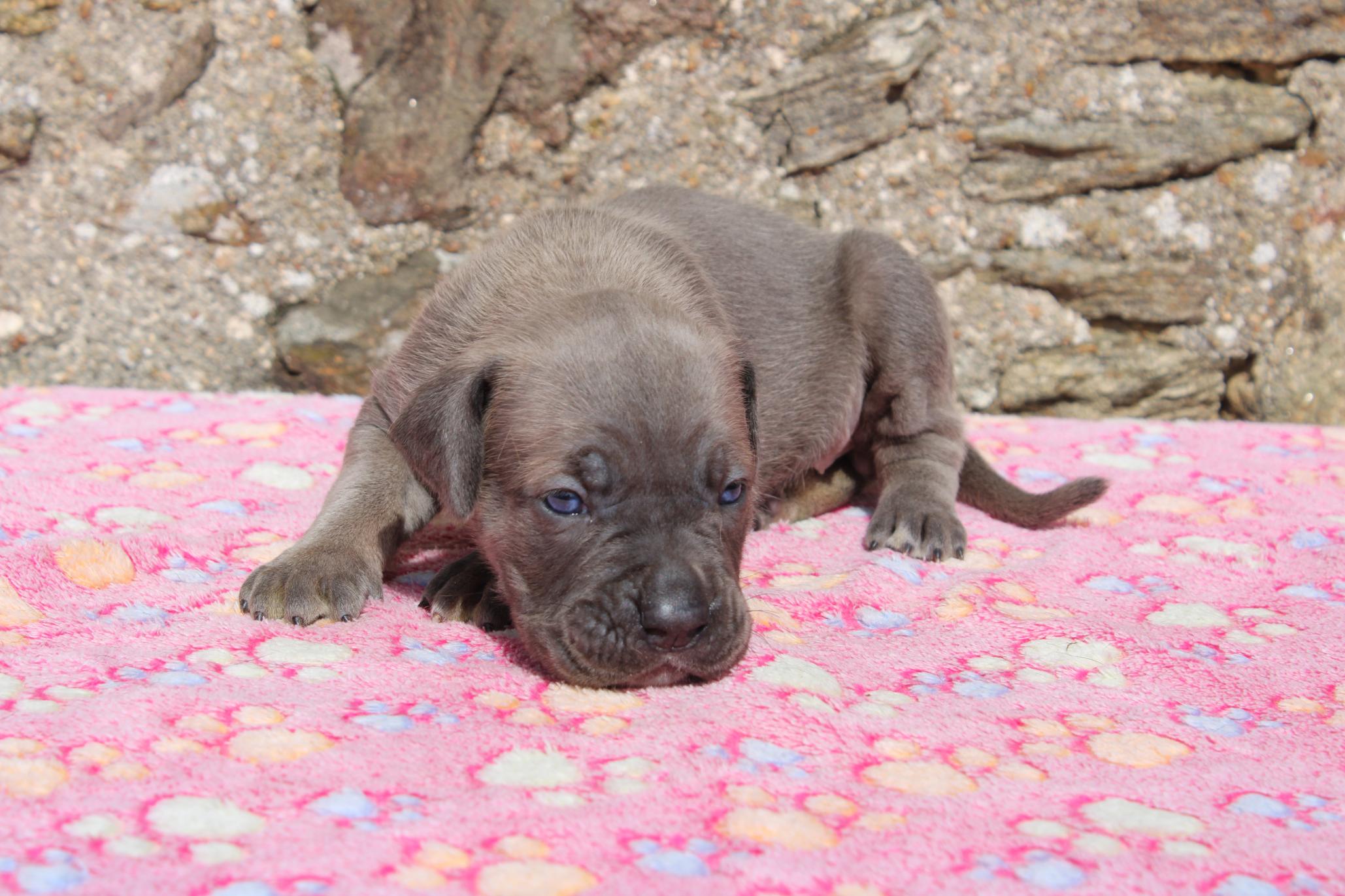 Image Cane Corso