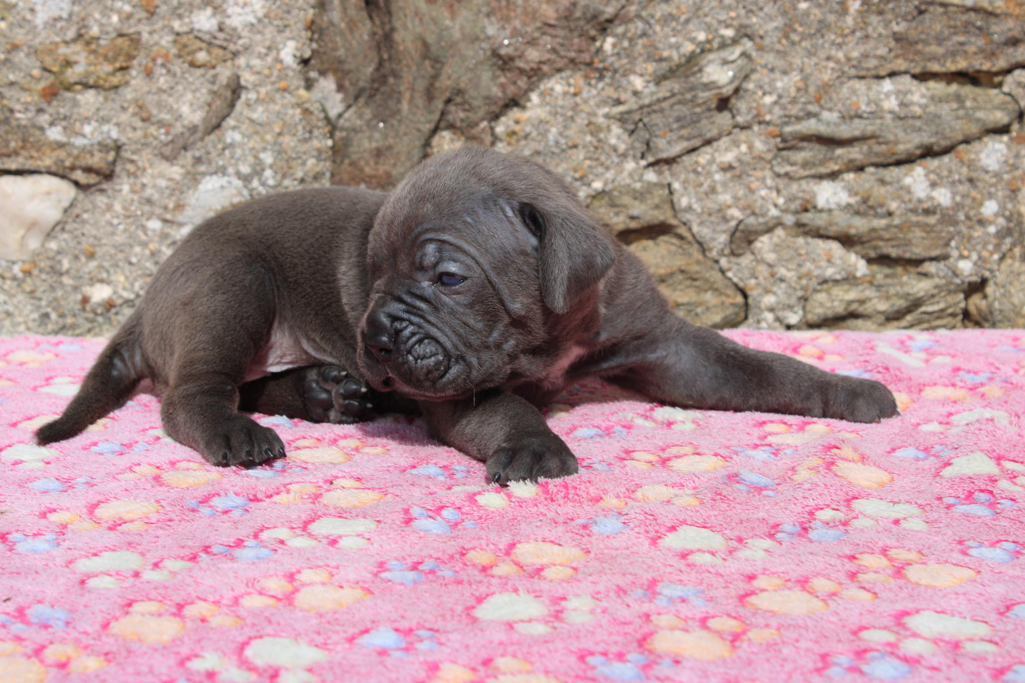 Image Cane Corso