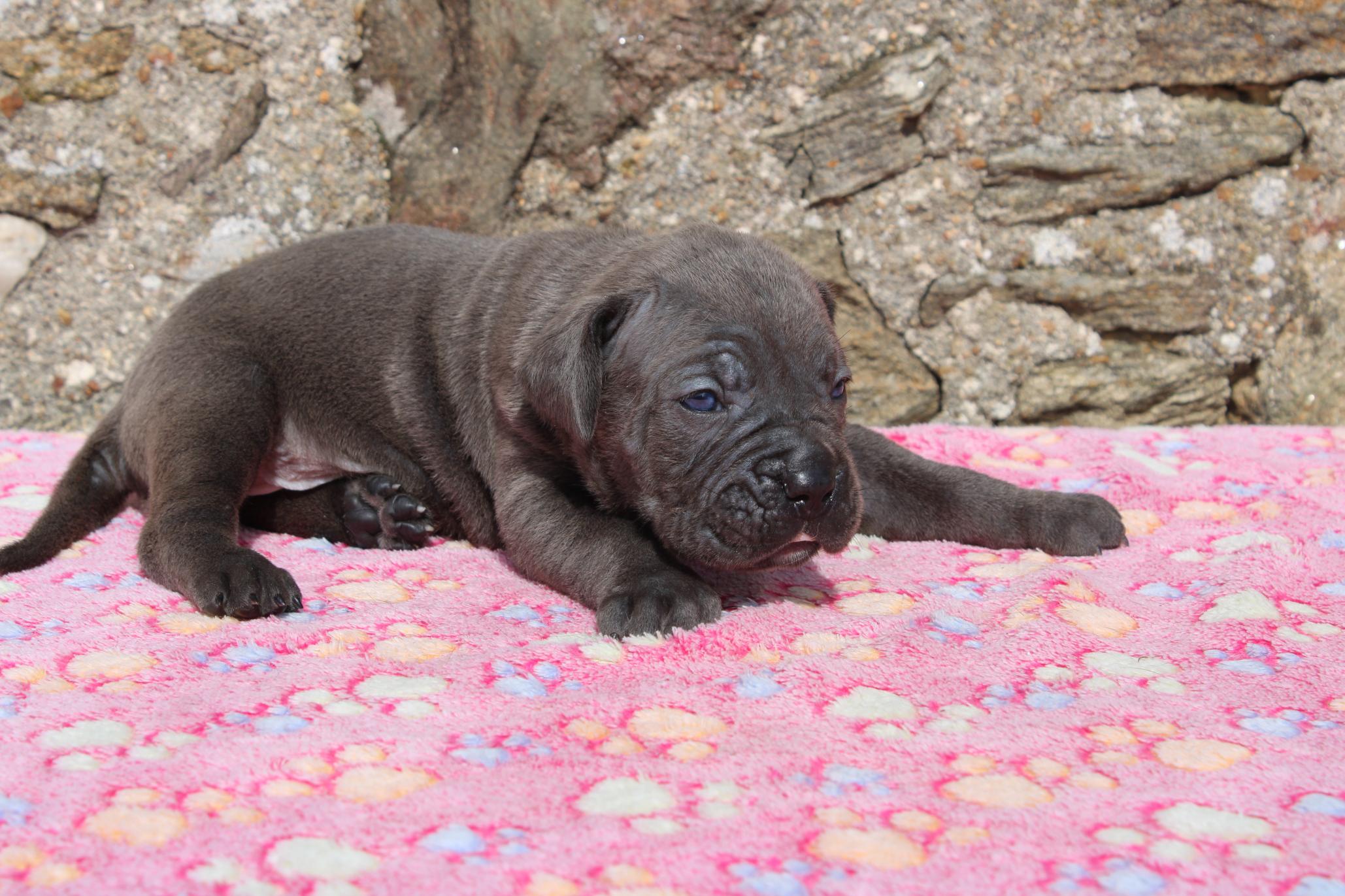 Image Cane Corso