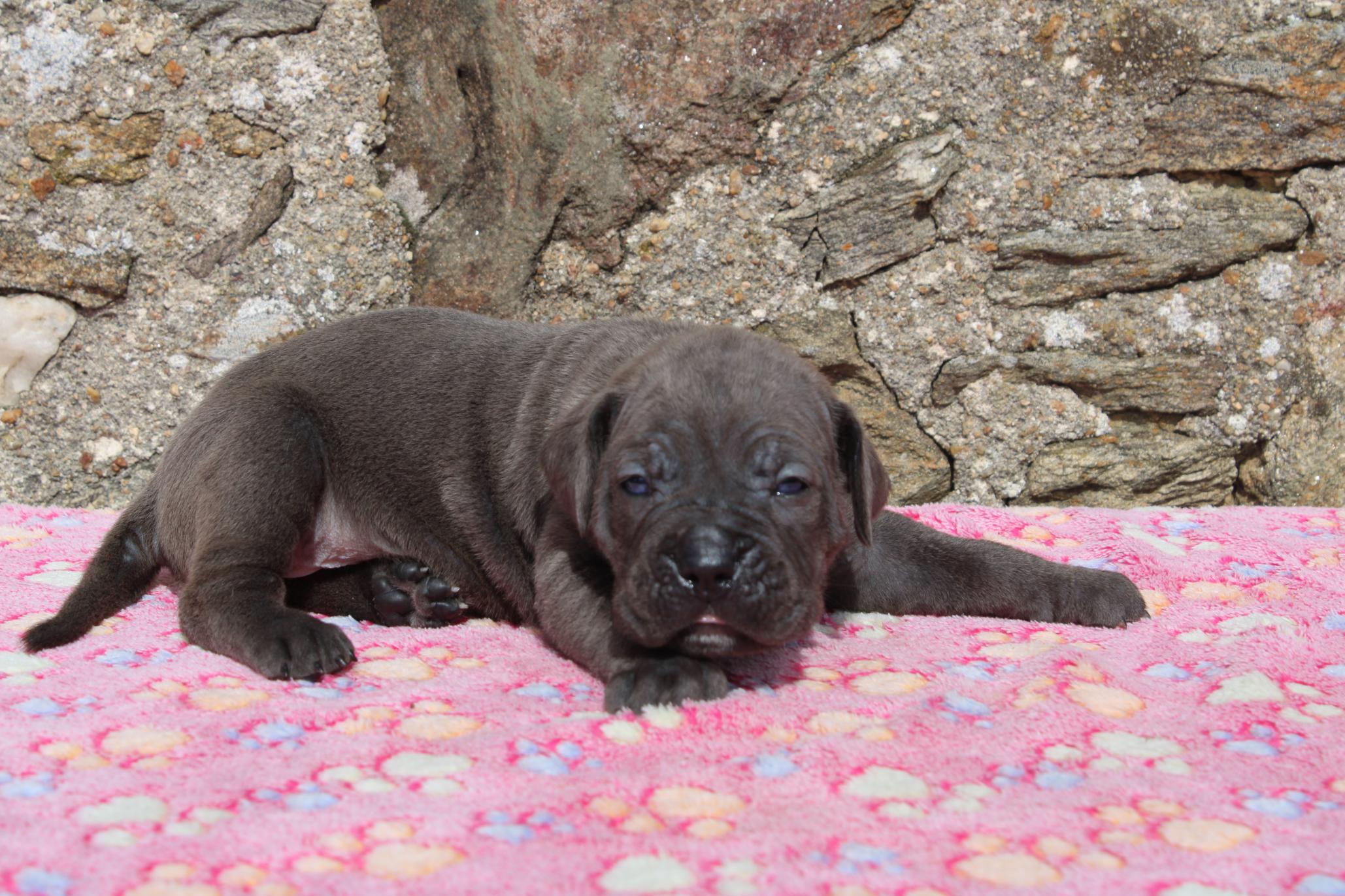 Image Cane Corso