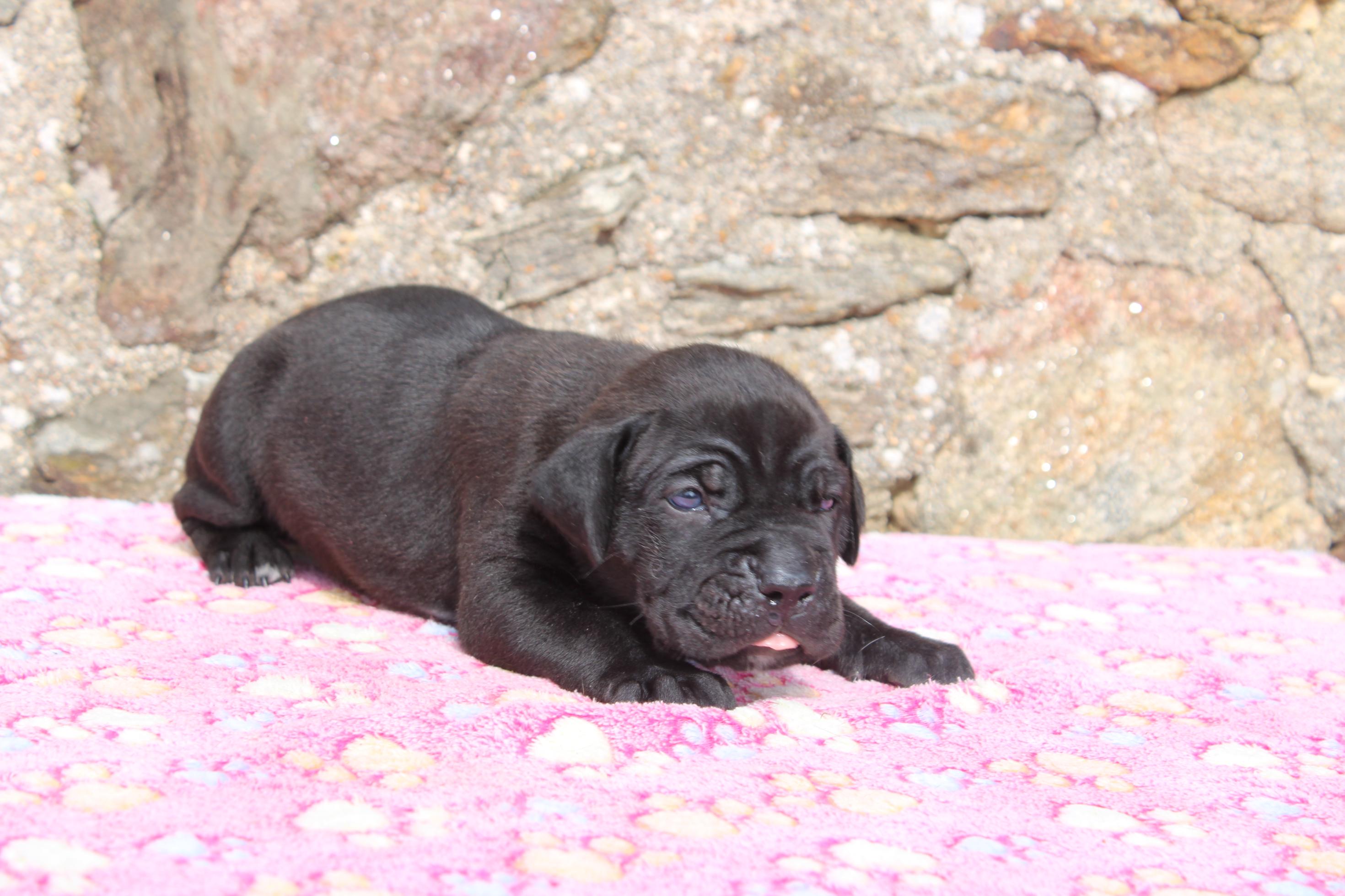 Image Cane Corso