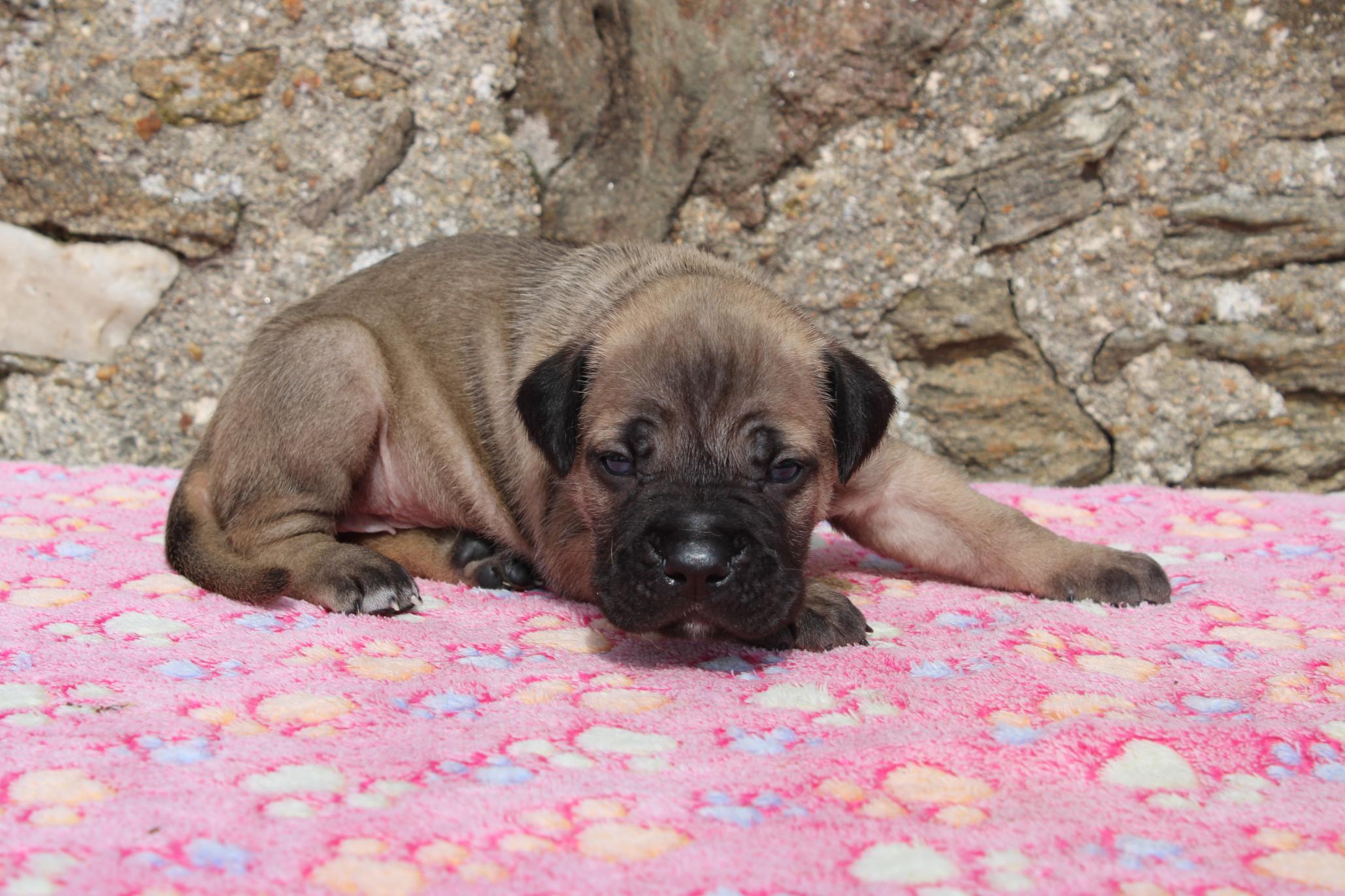 Image Cane Corso