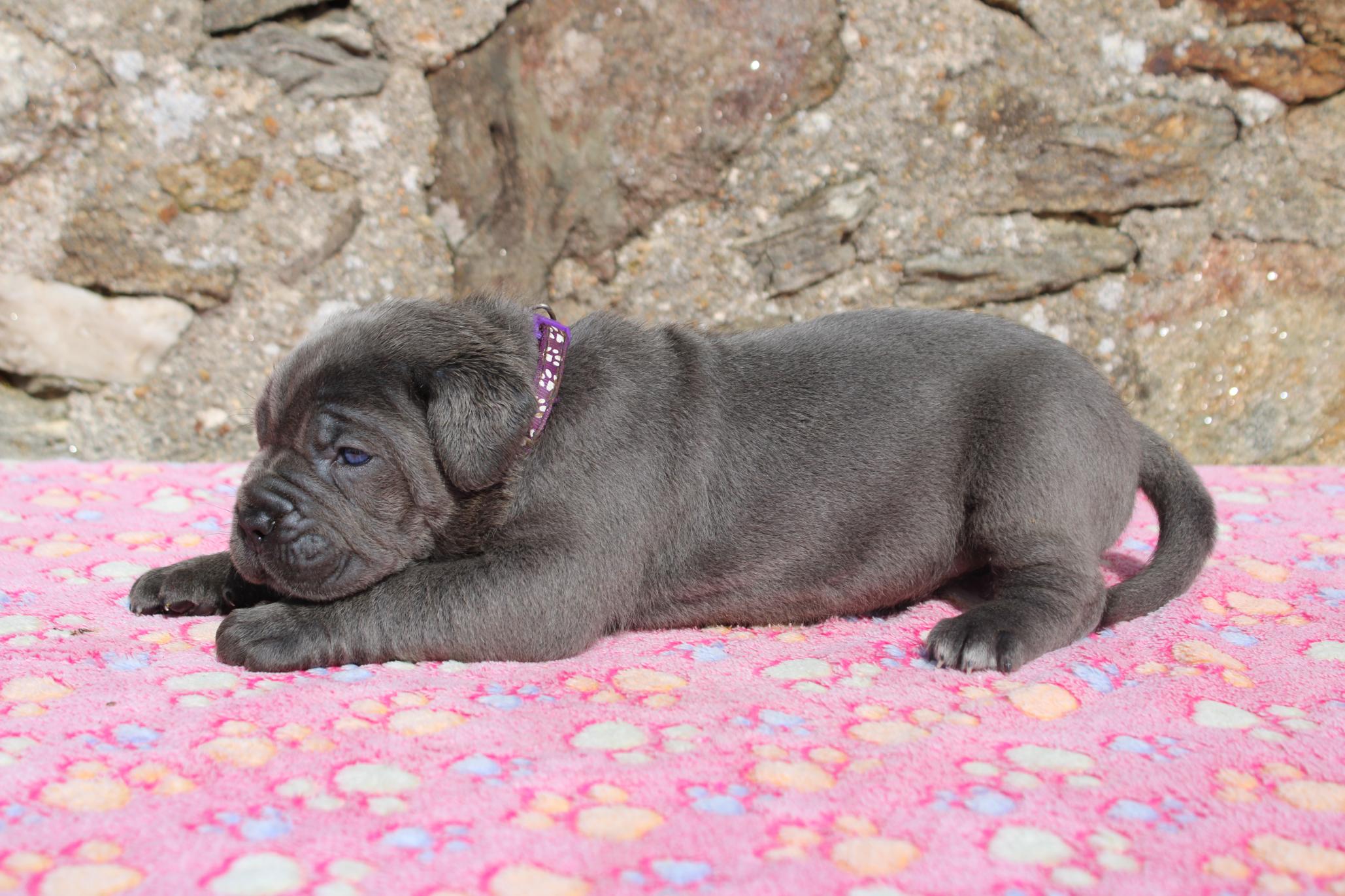Image Cane Corso