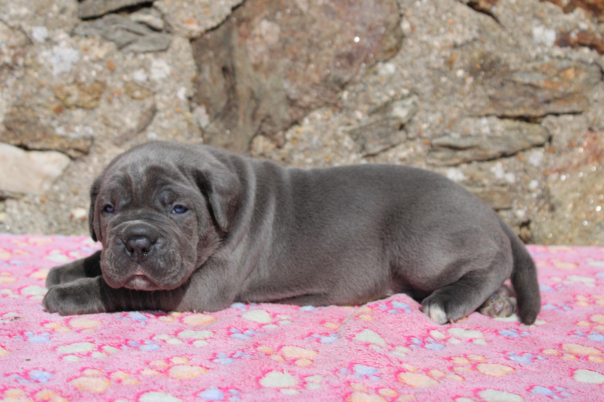 Image Cane Corso