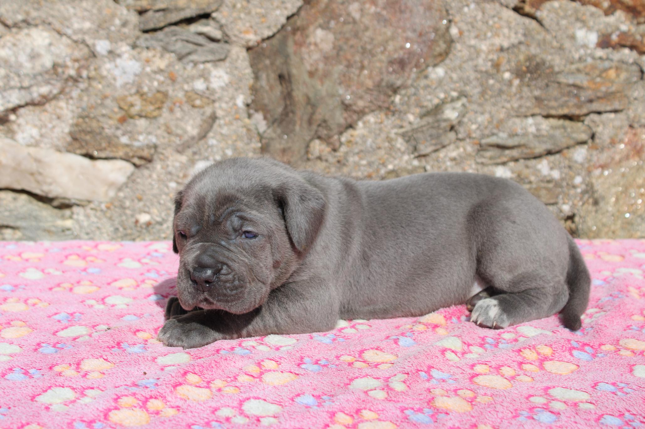 Image Cane Corso