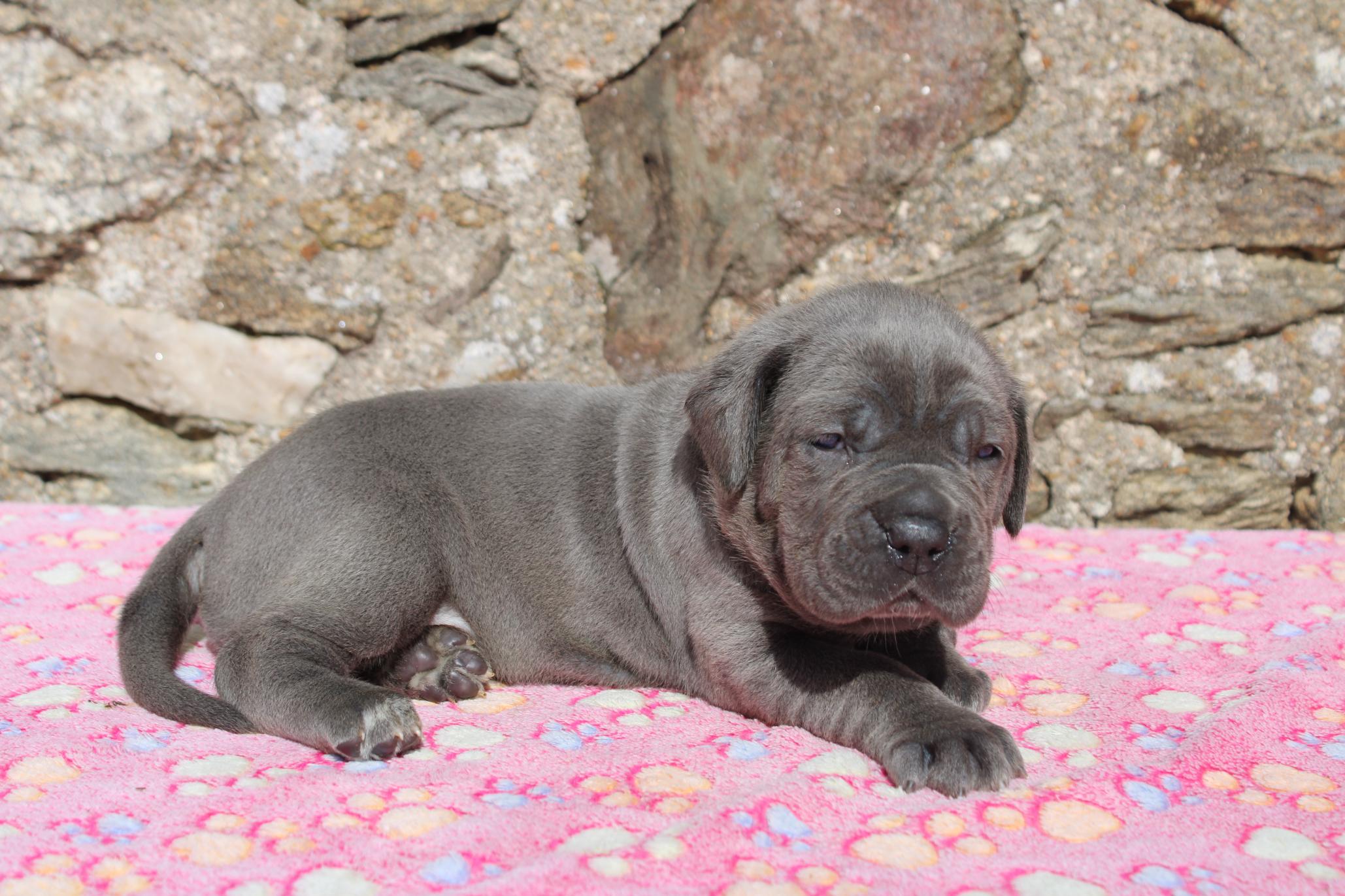 Image Cane Corso