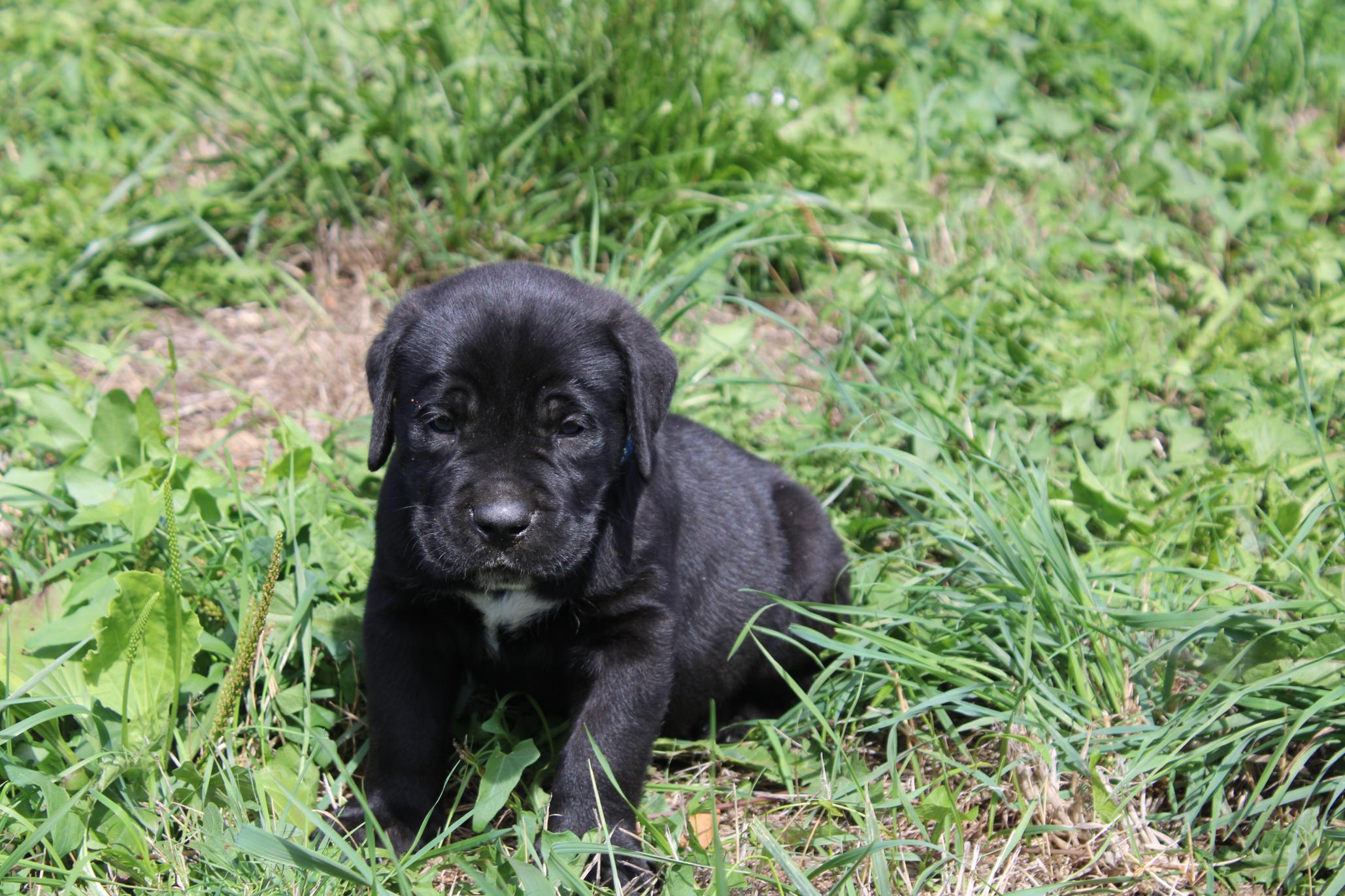 Chiot Cane Corso Balthus