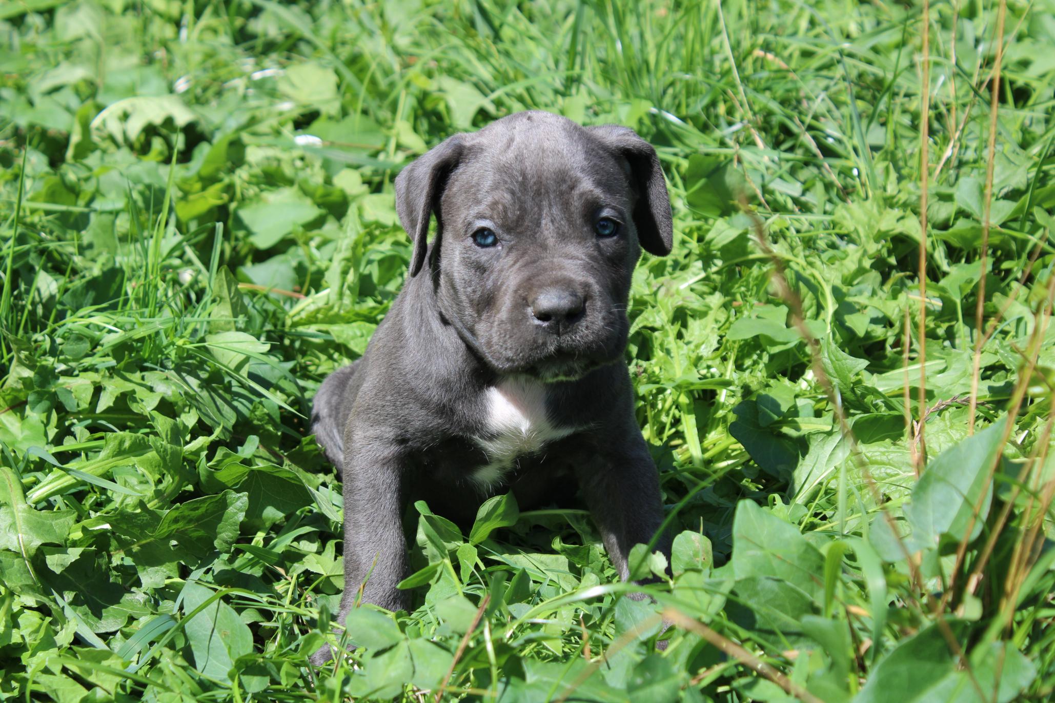 Chiot Cane Corso Brume