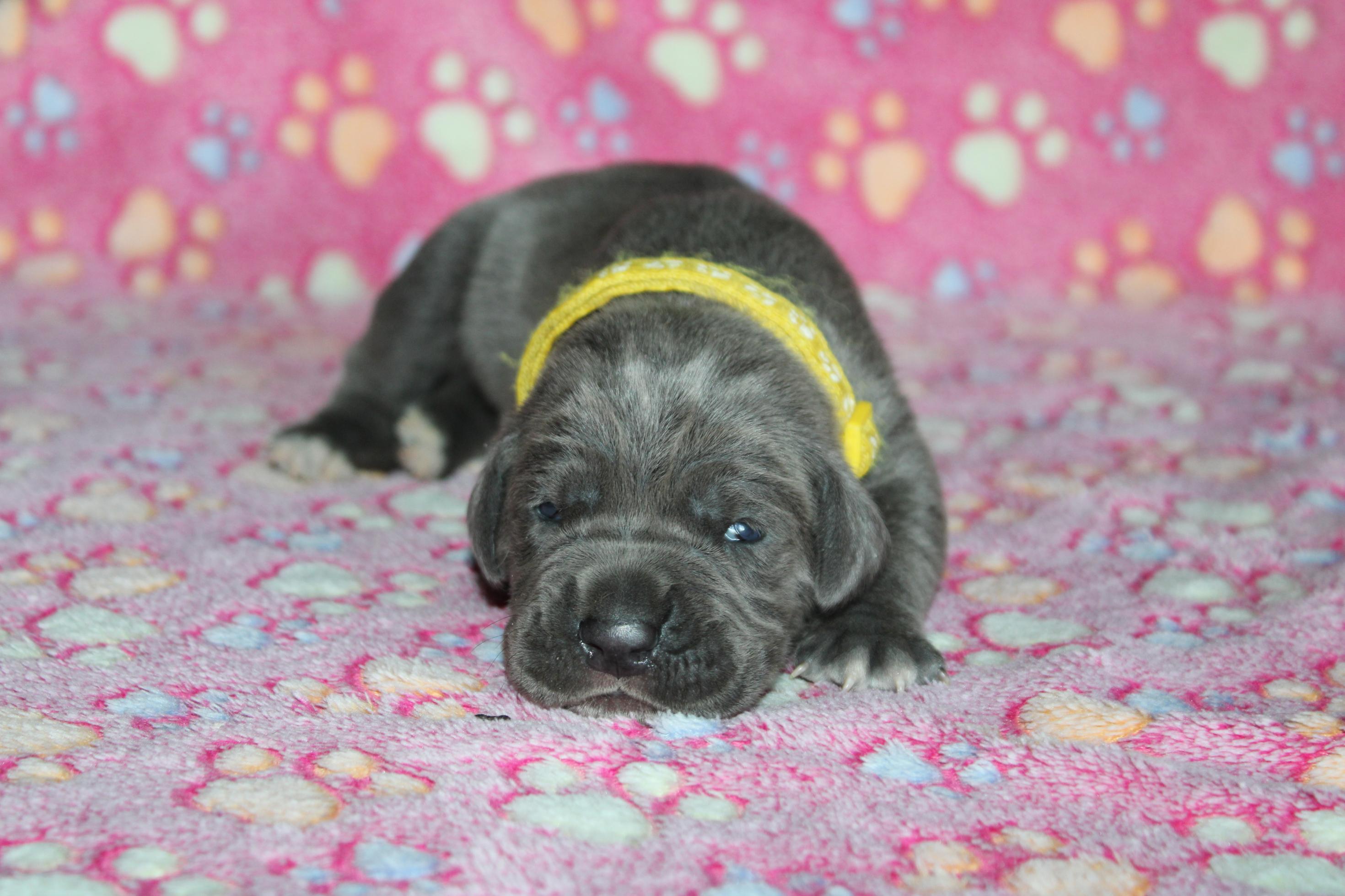 Chiot Cane Corso Femelle N°1