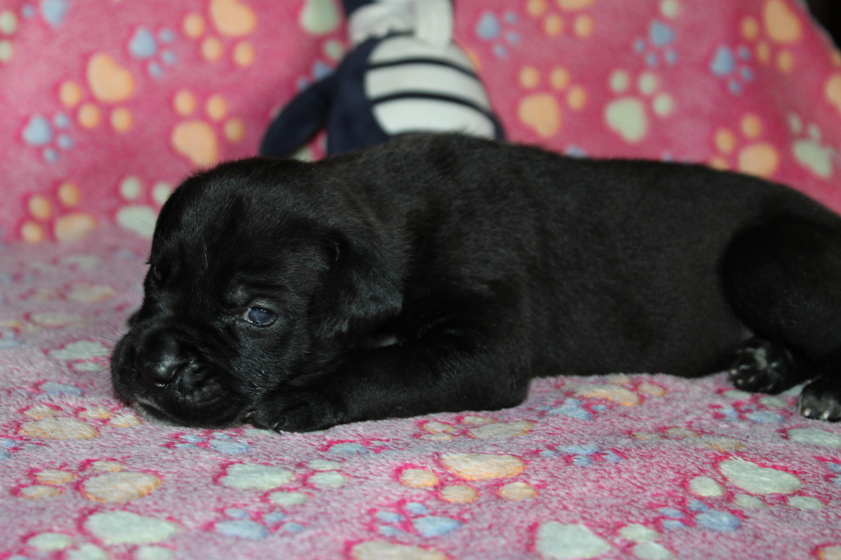 Chiot Cane Corso Femelle N°1