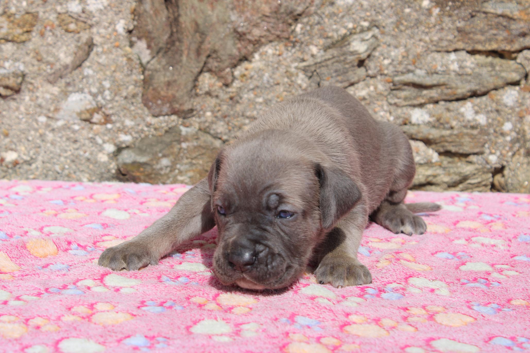 Chiot Cane Corso Bellatrix 