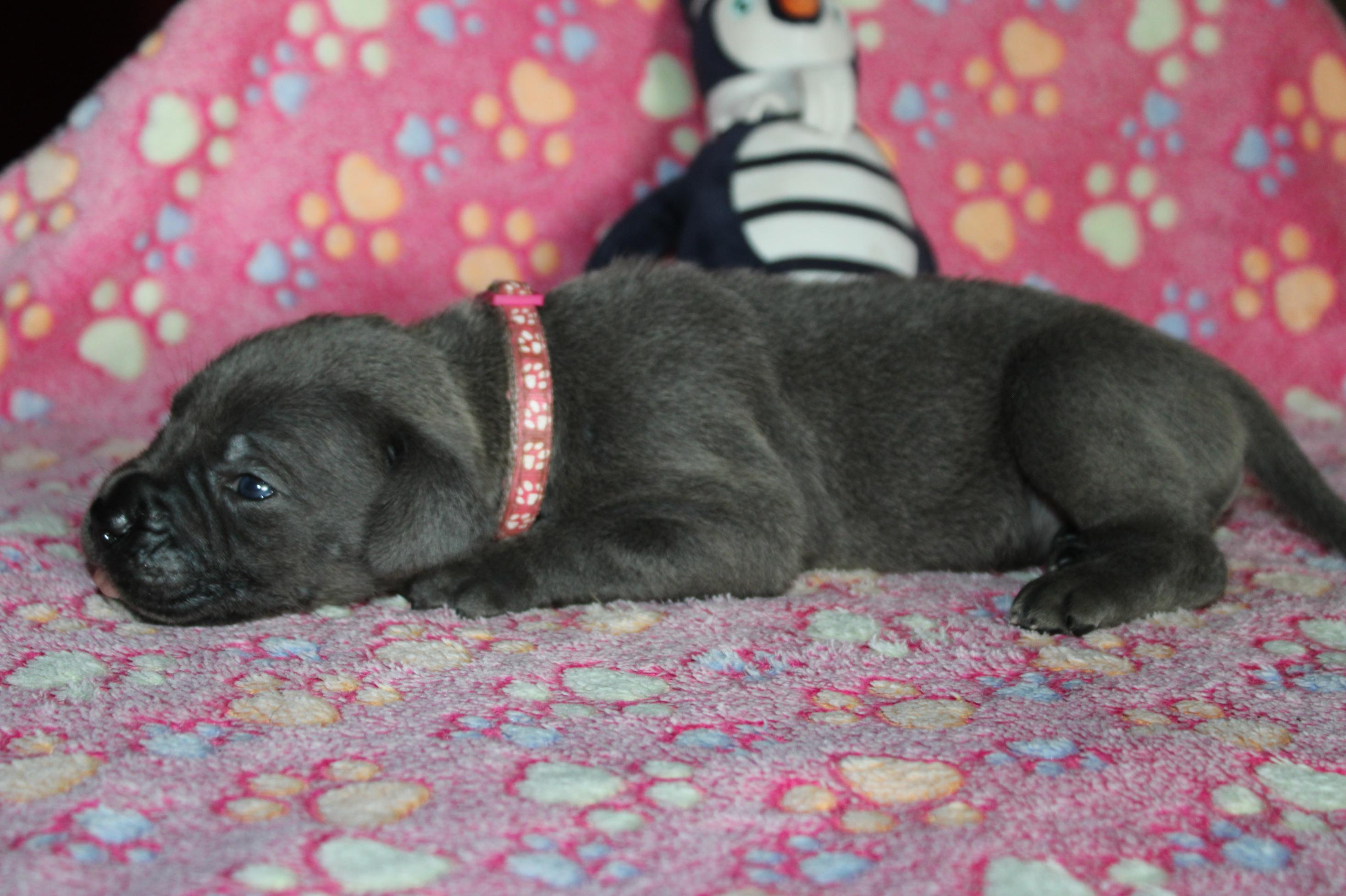 Chiot Cane Corso Femelle N°2
