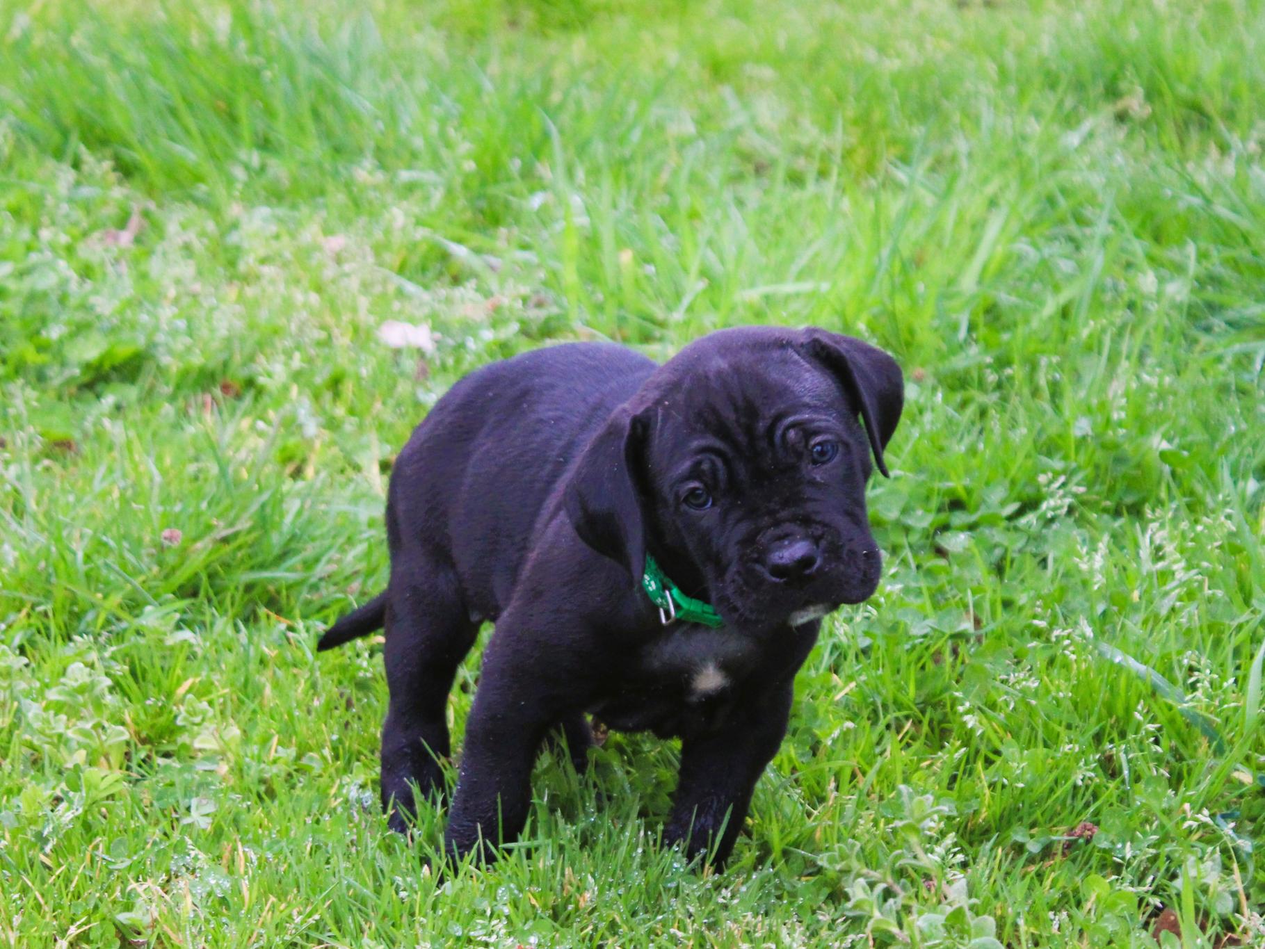 Chiot Cane Corso Femelle N°3