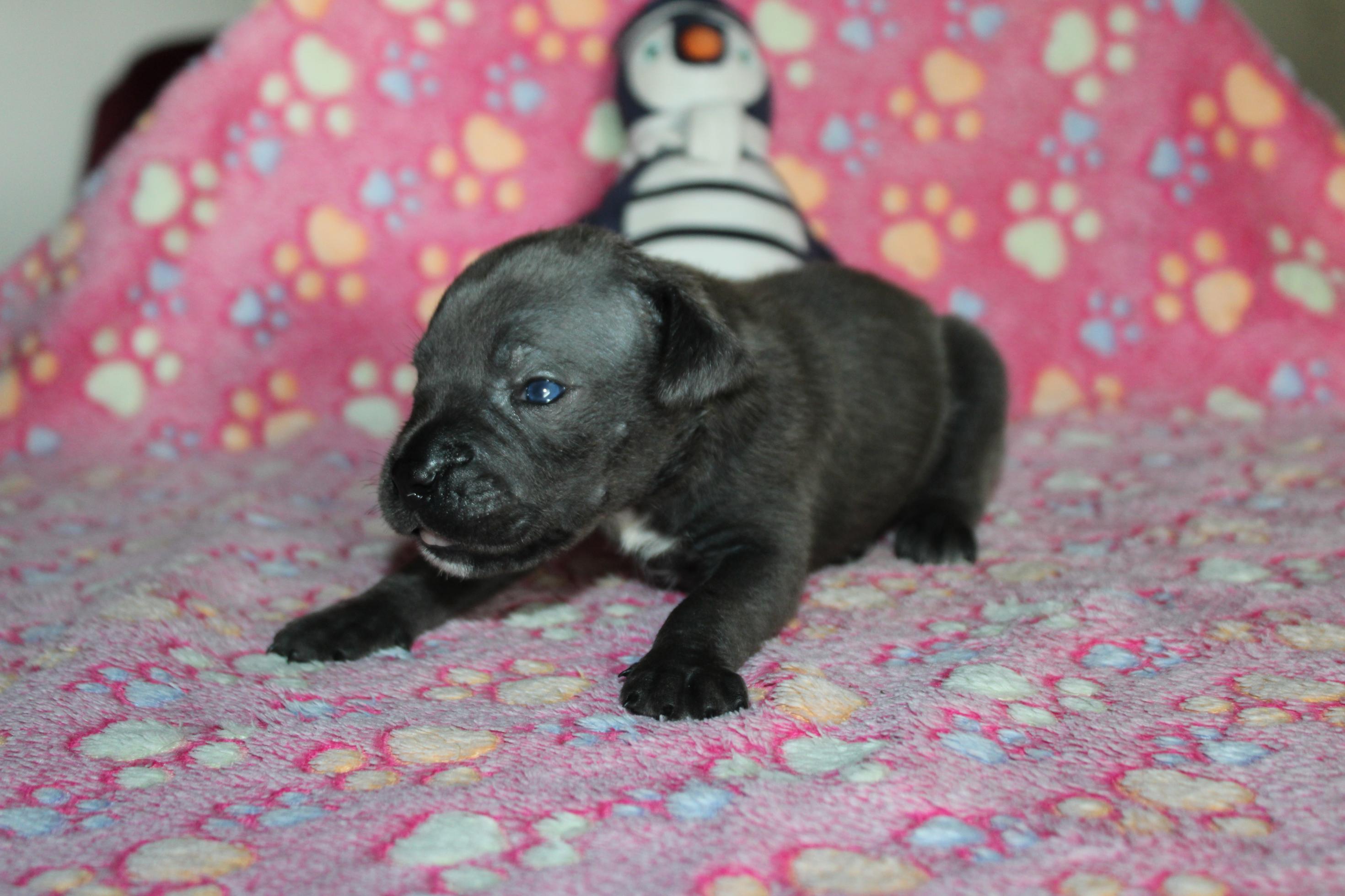 Chiot Cane Corso Femelle N°3