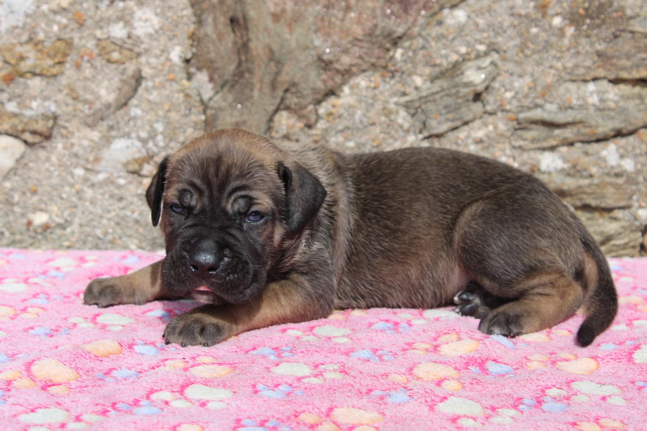 Chiot Cane Corso Baïa 