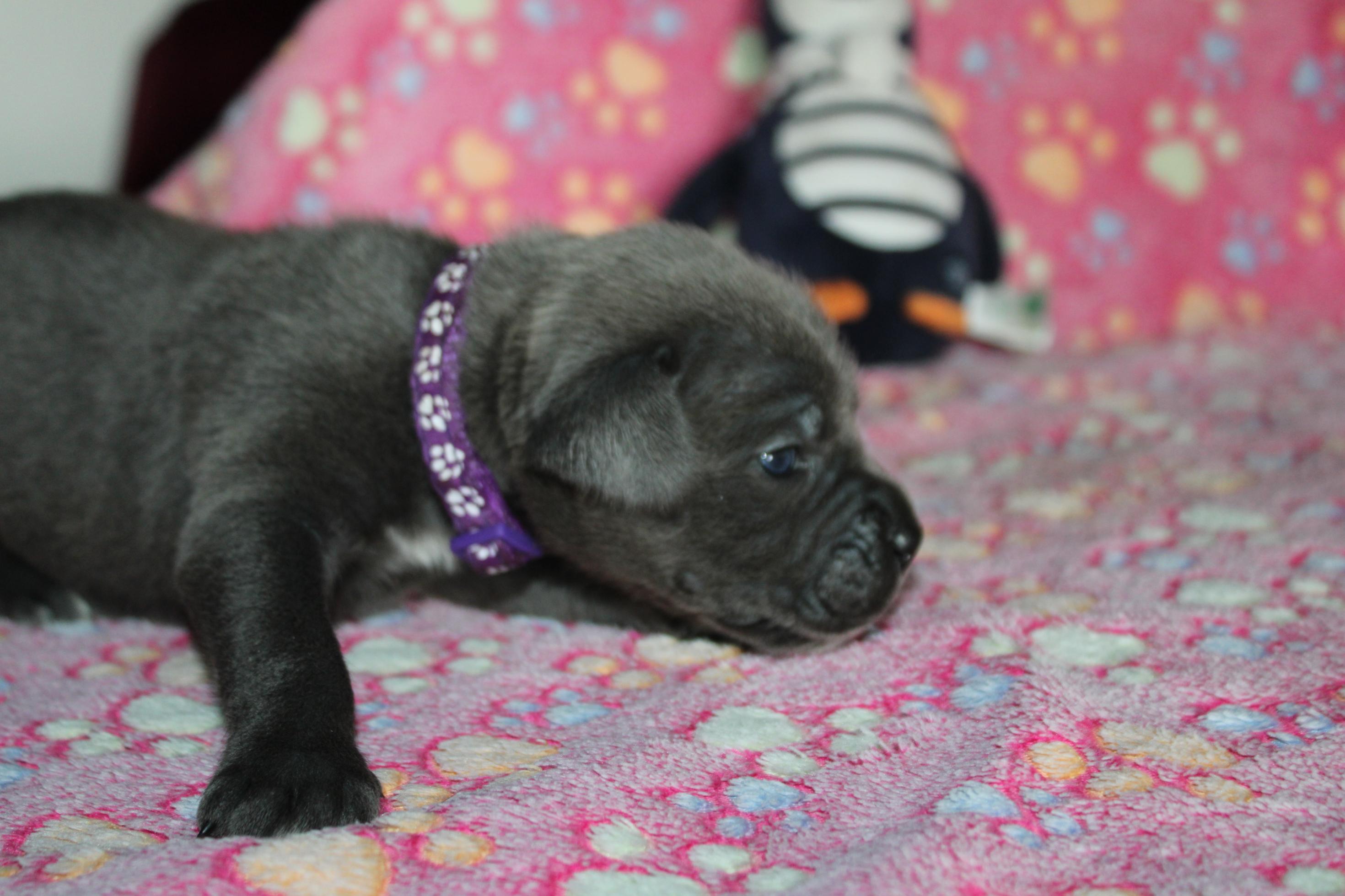 Chiot Cane Corso Femelle N°4