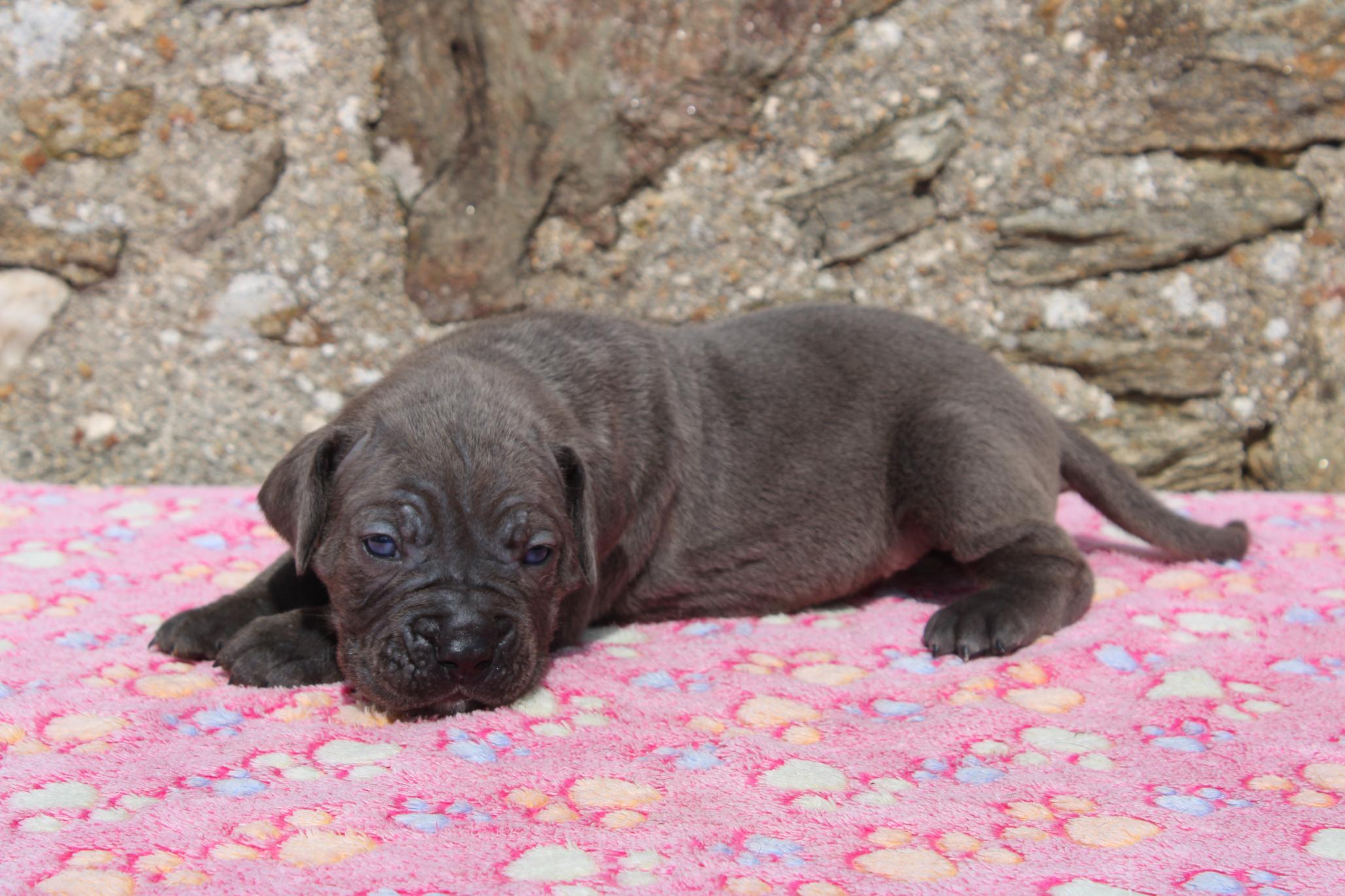 Chiot Cane Corso Femelle N°5