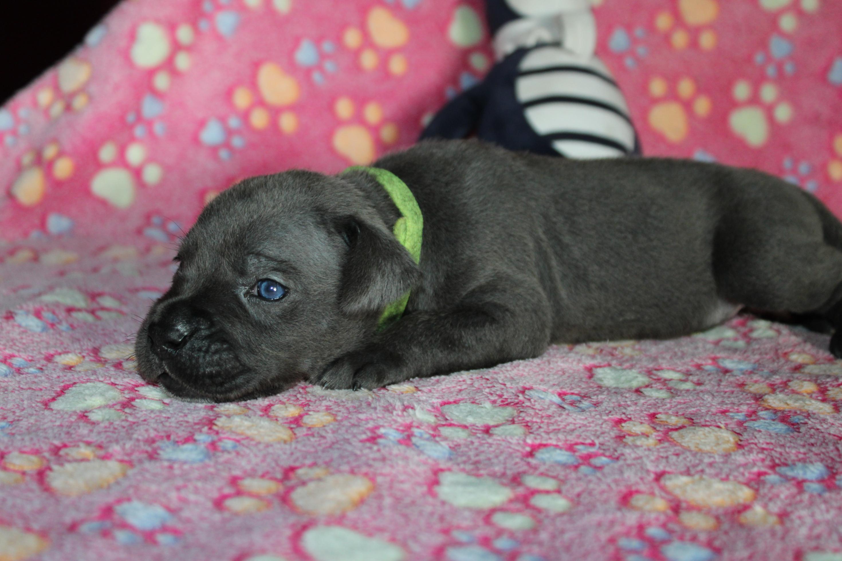 Chiot Cane Corso Femelle N°5