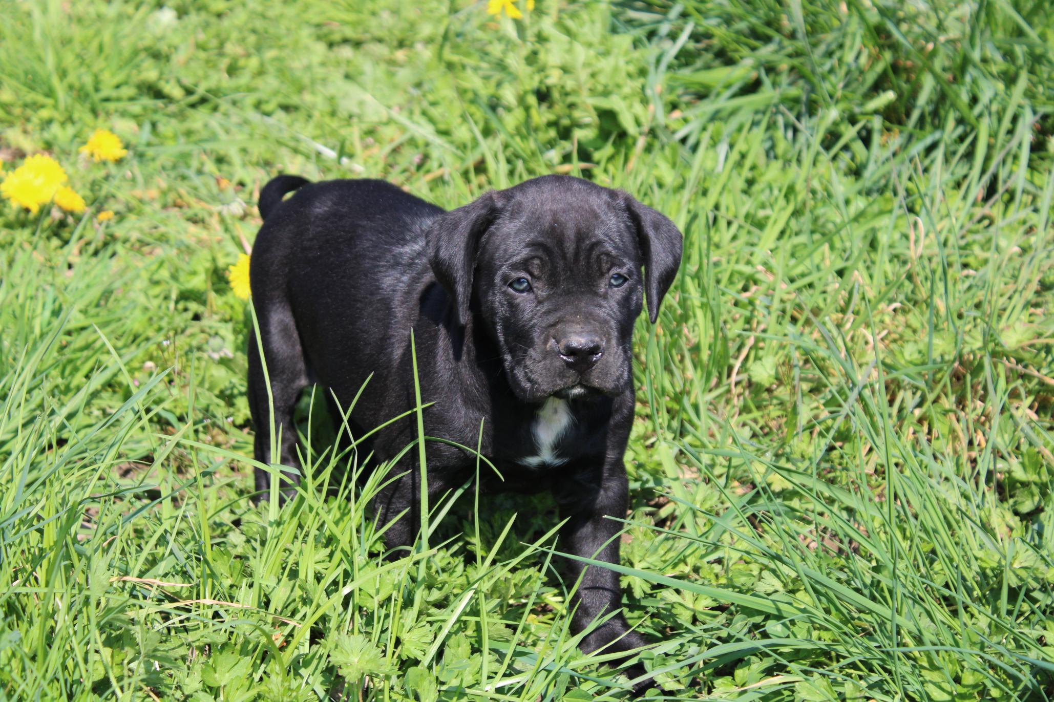 Chiot Cane Corso Femelle N°6