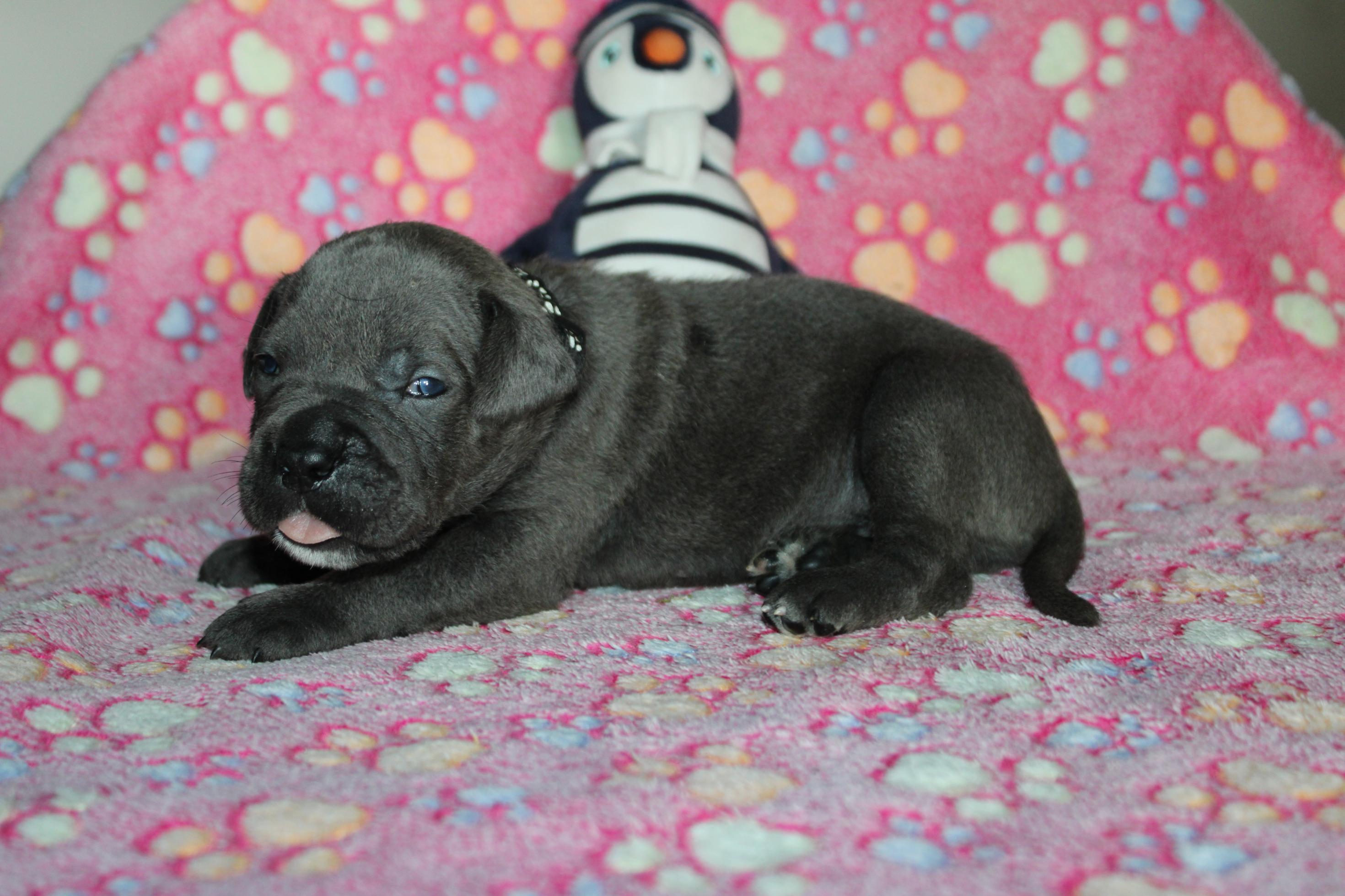 Chiot Cane Corso Femelle N°6