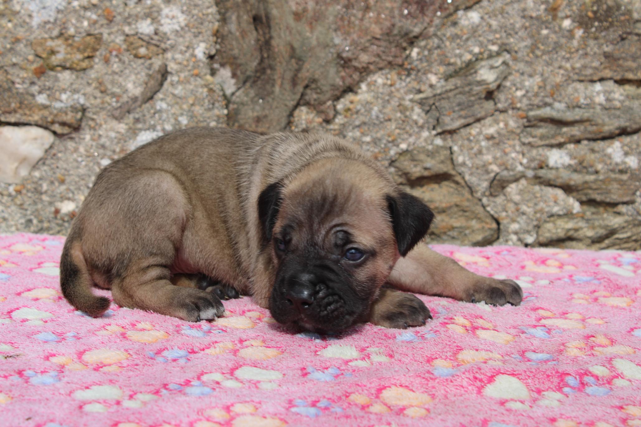 Chiot Cane Corso Bingo