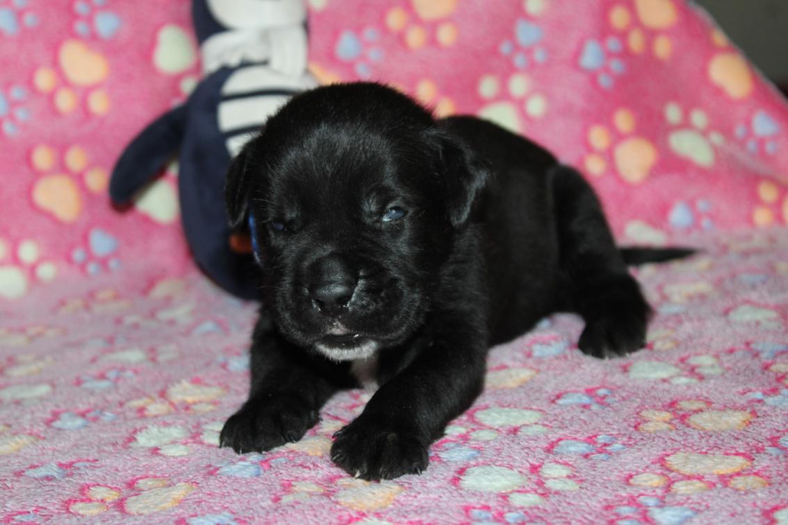 Chiot Cane Corso Mâle N°1