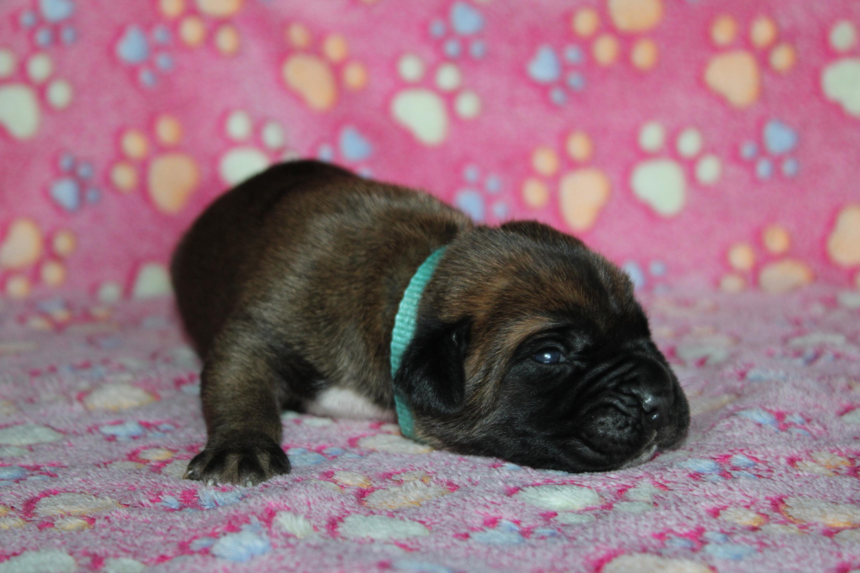 Chiot Cane Corso Mâle N°2