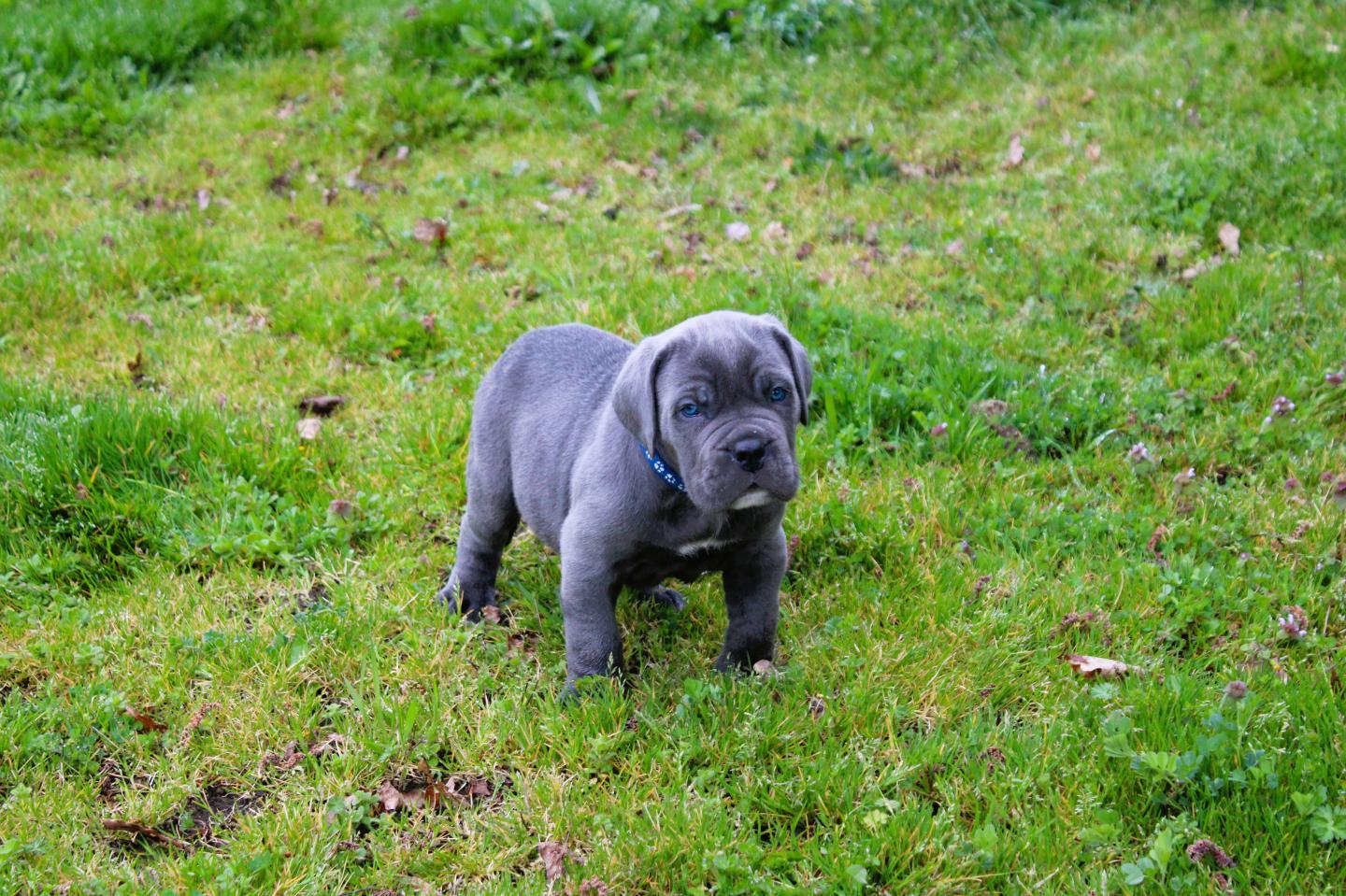 Chiot Cane Corso Balou