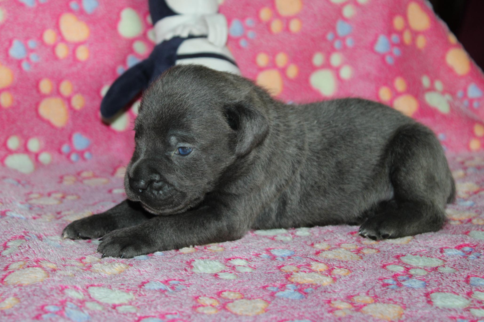 Chiot Cane Corso Mâle N°2
